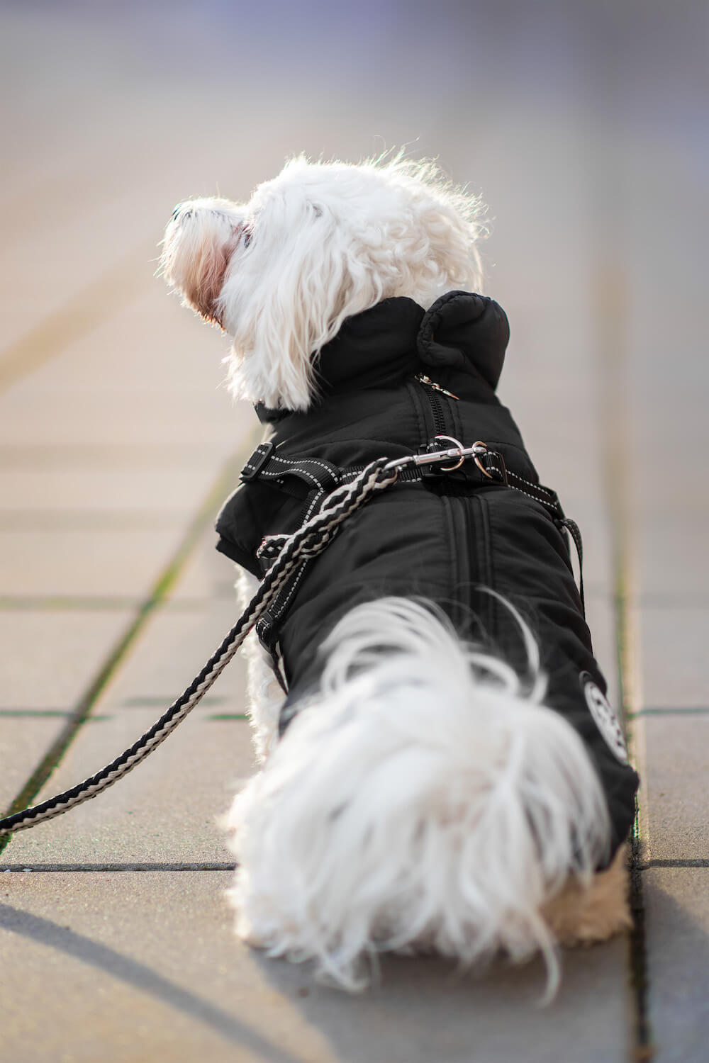 Levně Filip obleček pro psa na zip Barva: Černá, Délka zad (cm): 36, Obvod hrudníku: 46 - 51 cm
