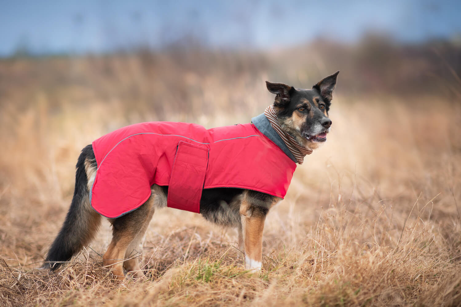 Levně Servác zateplená bunda pro psa Barva: Červená, Délka zad (cm): 66, Obvod hrudníku: 90 - 97 cm