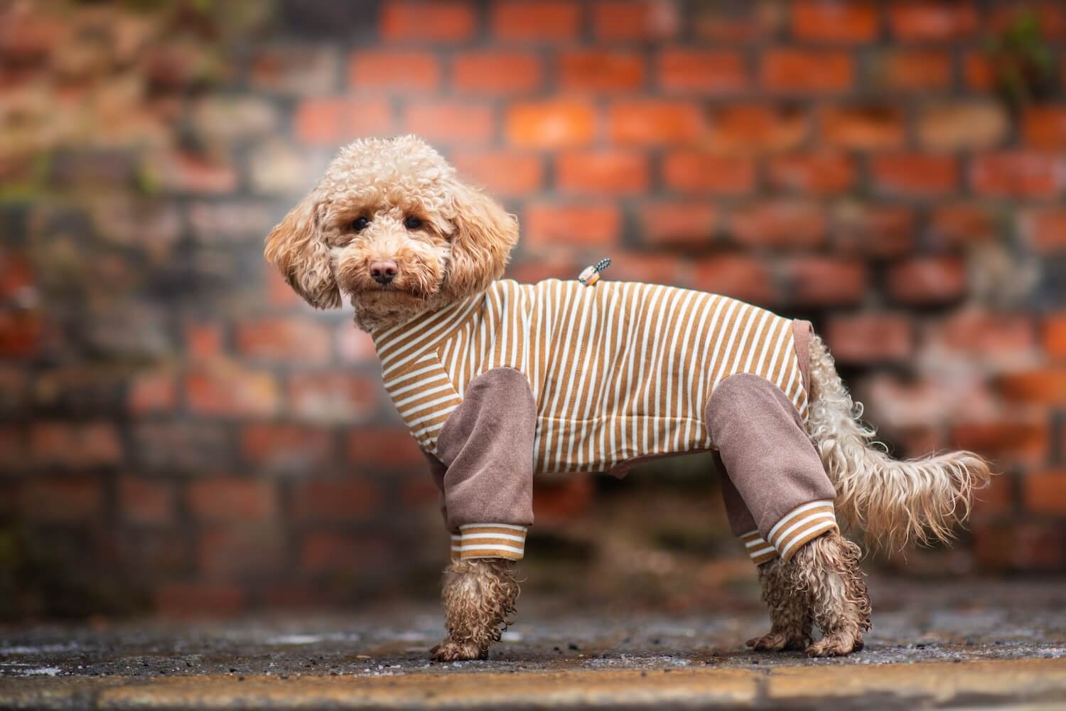 Vsepropejska FitMax pružný overal pro psa Barva: Hnědá, Délka zad (cm): 27, Obvod hrudníku: 30 - 38 cm