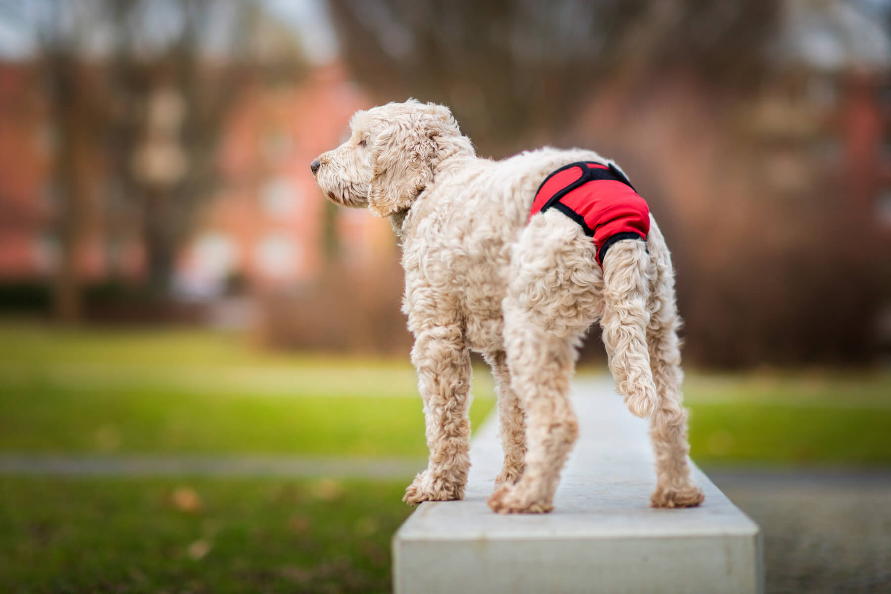 Levně Fixed červené hárací kalhotky pro psa Obvod slabin (cm): 60 - 75