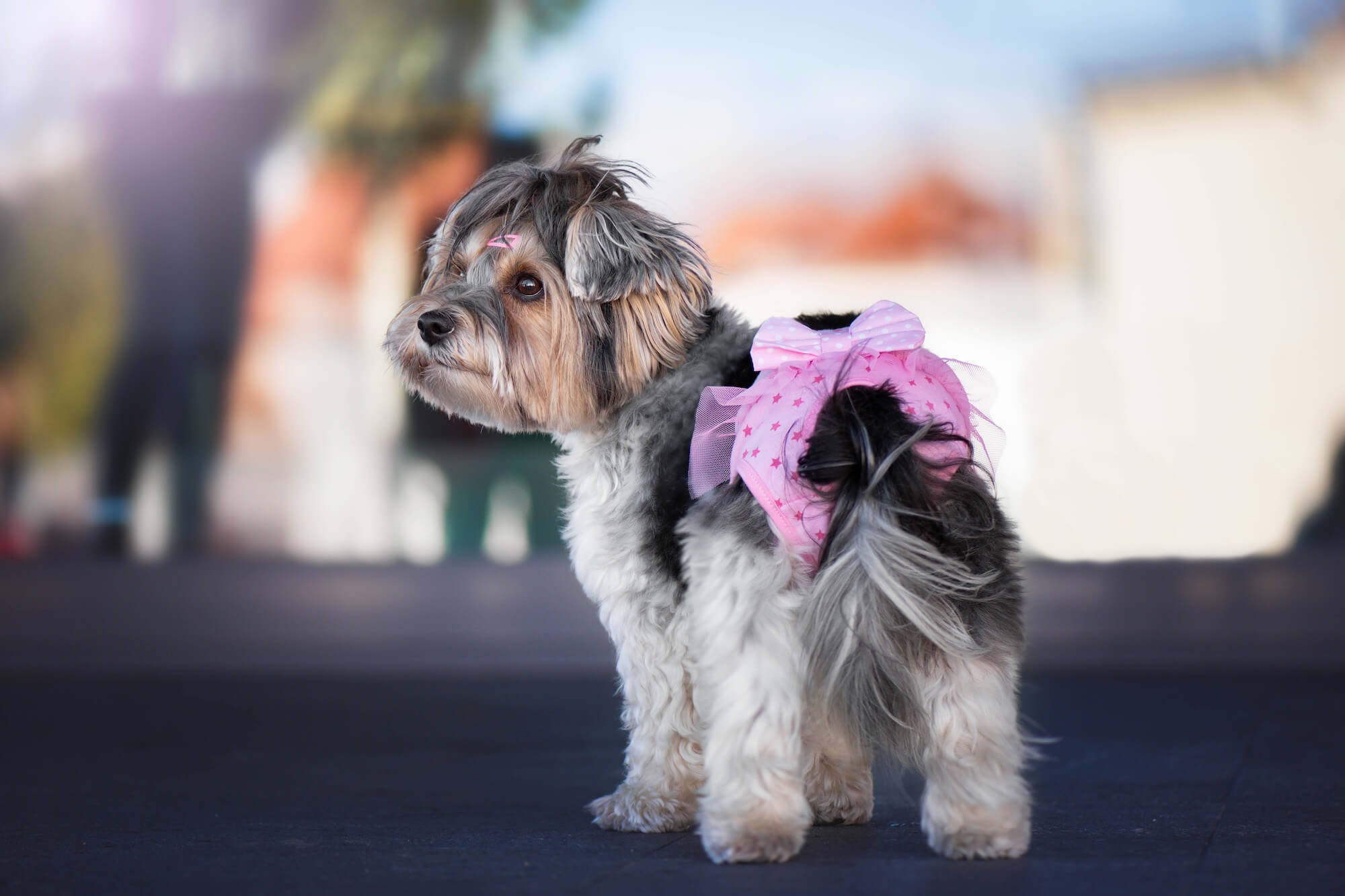 Vsepropejska Cute růžové hárací kalhotky pro psa Obvod slabin: 32 - 38 cm