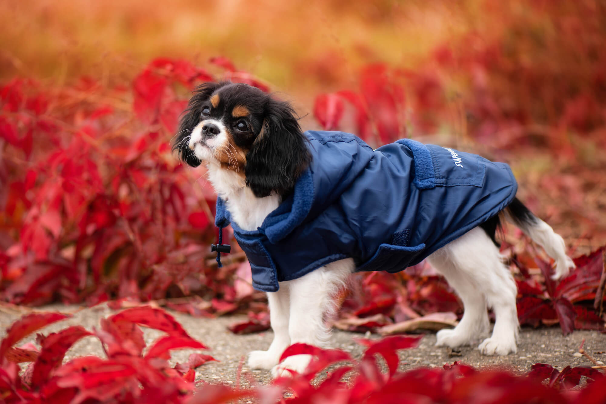 Levně Winter bunda pro psa s kapucí Barva: Modrá, Délka zad (cm): 36, Obvod hrudníku: 38 - 58 cm