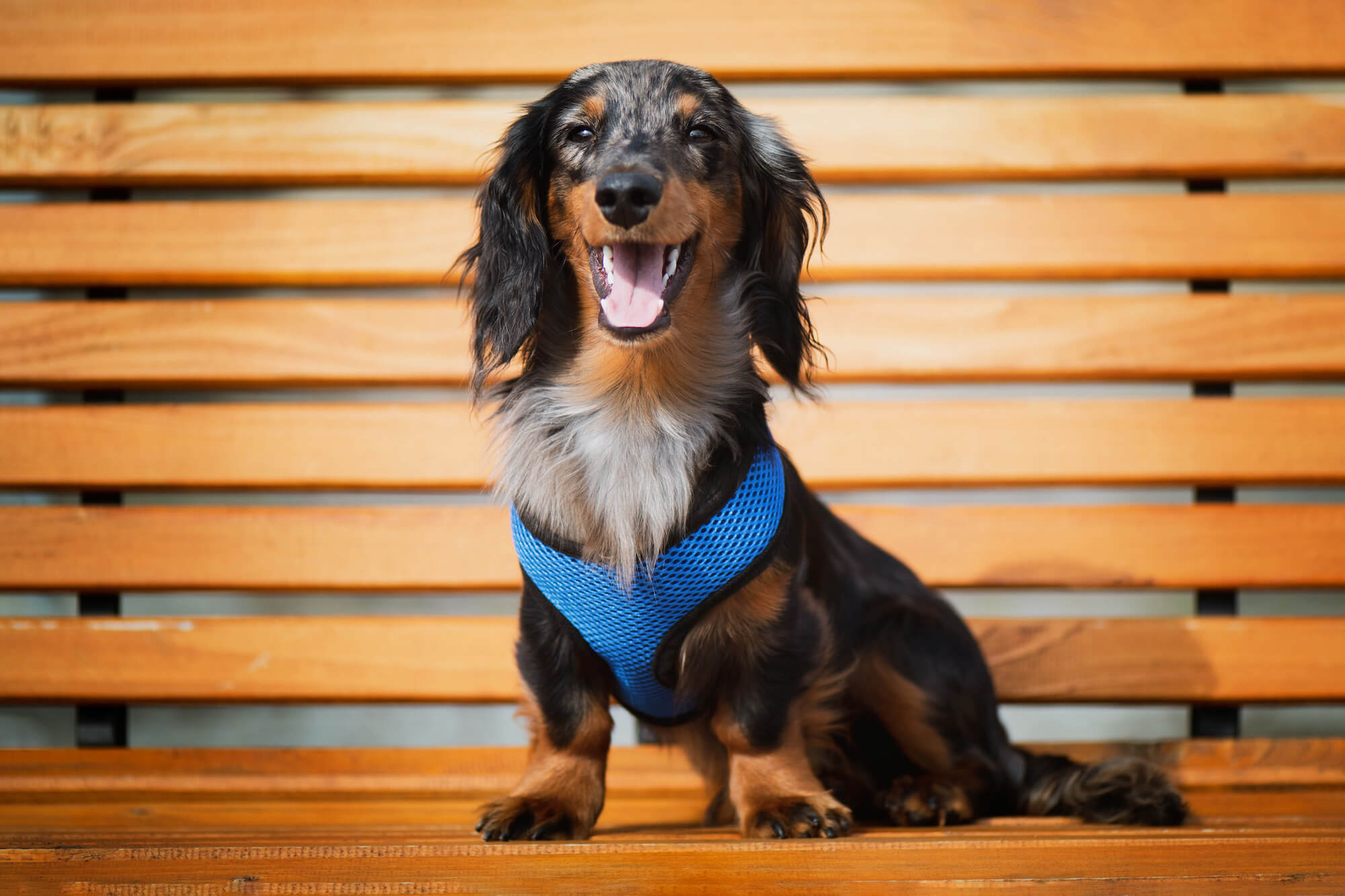 Vsepropejska Airy modré kšíry pro psa | 23 – 59 cm Barva: Modrá, Obvod hrudníku: 23 - 31 cm