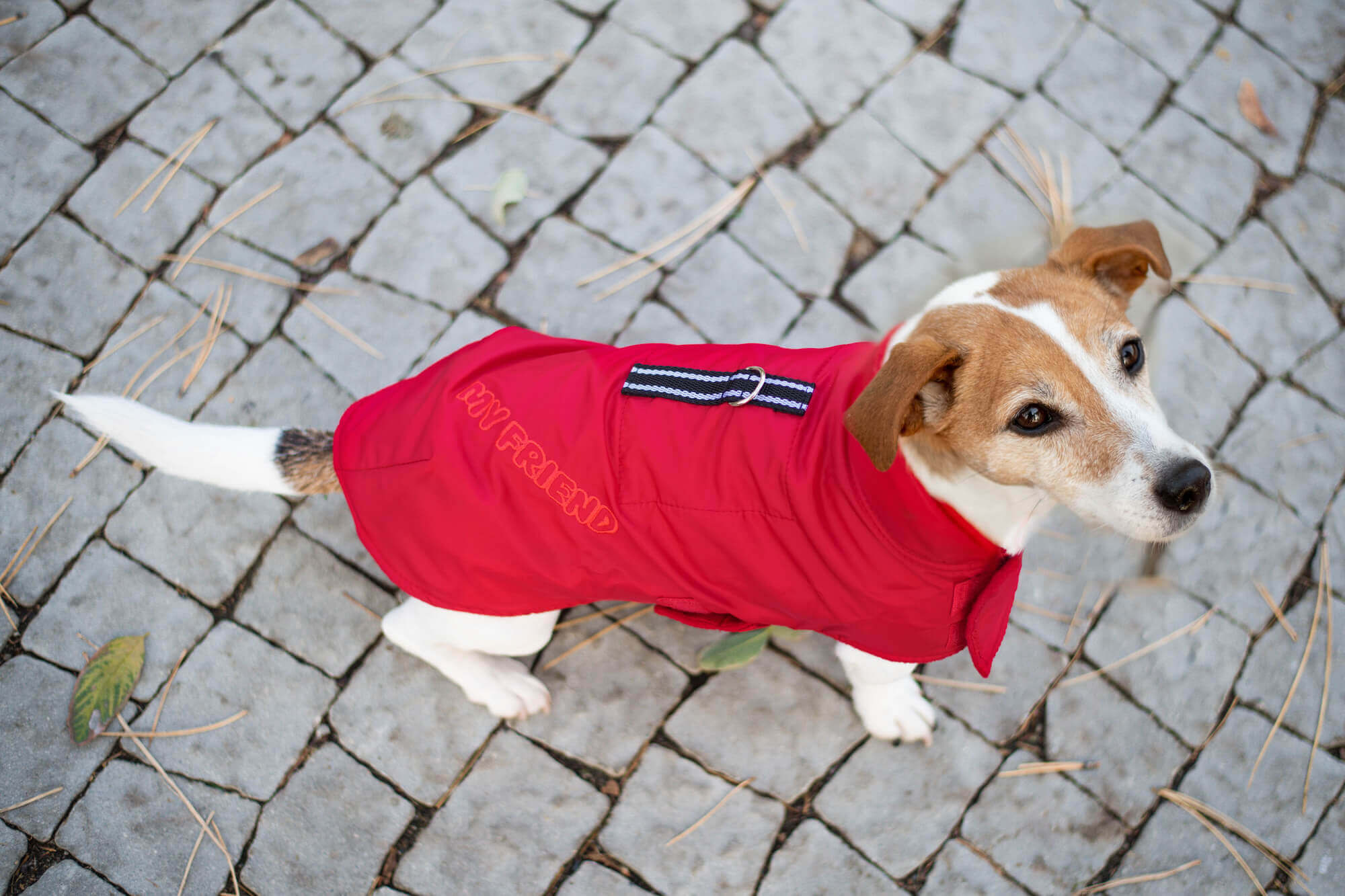 Levně Snowy zimní bunda „My friend“ pro psa Barva: Červená, Délka zad (cm): 28, Obvod hrudníku: 30 - 52 cm