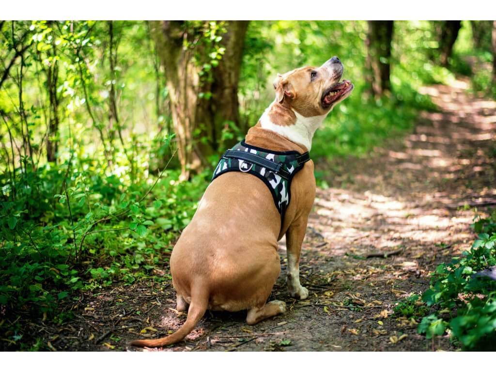 Vsepropejska Sporty maskáčový postroj pro psa | 32 – 85 cm Barva: Maskáčová, Obvod hrudníku: 32 - 40 cm