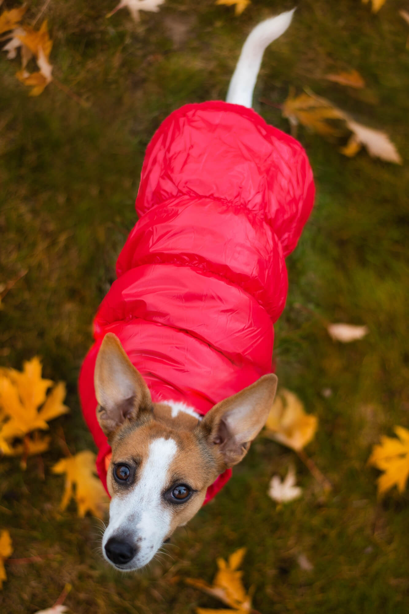 Levně Warm zimní bunda pro psa s kožichem Barva: Červená, Délka zad (cm): 19, Obvod hrudníku: 20 - 30 cm