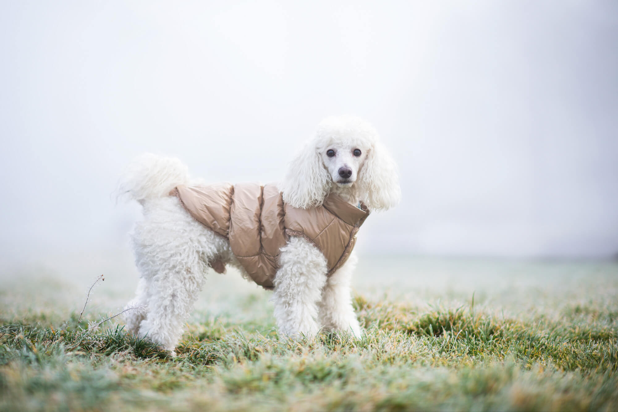 Levně Warm zimní bunda pro psa s kožichem Barva: Béžová, Délka zad (cm): 44, Obvod hrudníku: 50 - 62 cm