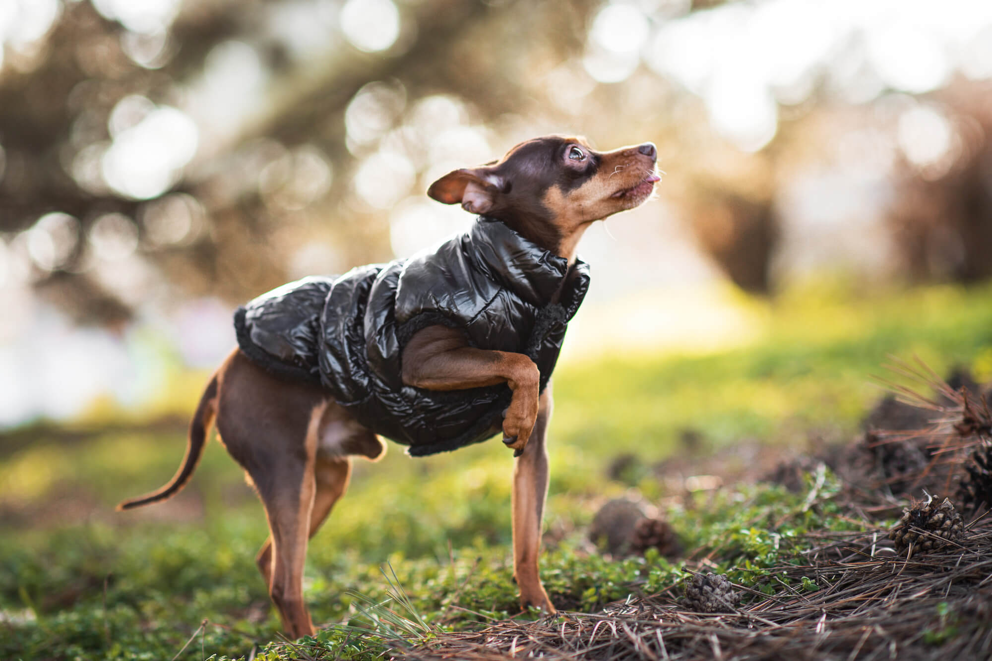 Levně Warm zimní bunda pro psa s kožichem Barva: Černá, Délka zad (cm): 19, Obvod hrudníku: 20 - 30 cm