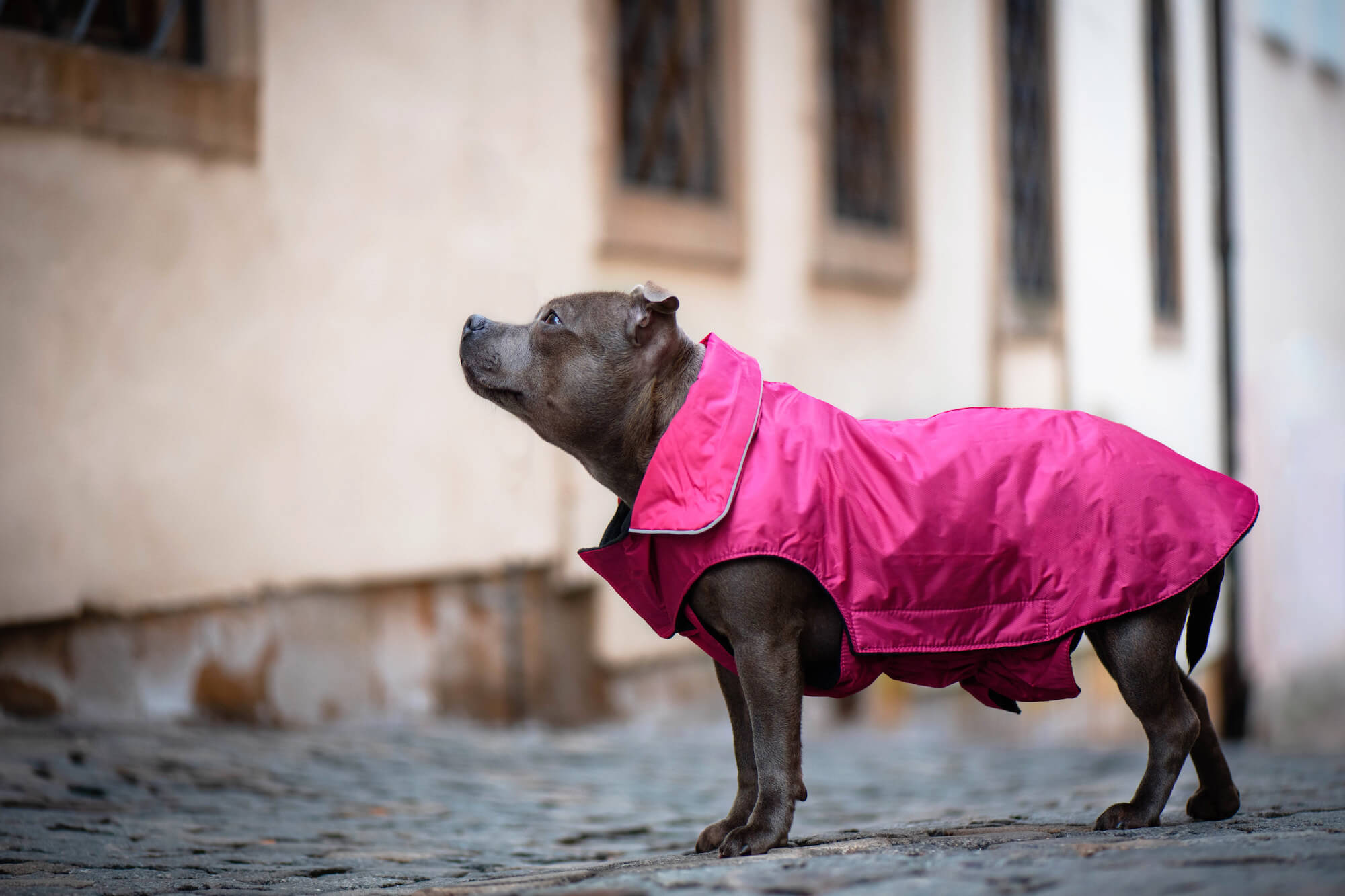 Levně Dasty bunda pro psa s reflexními prvky Barva: Vínová, Délka zad (cm): 44, Obvod hrudníku: 56 - 68 cm