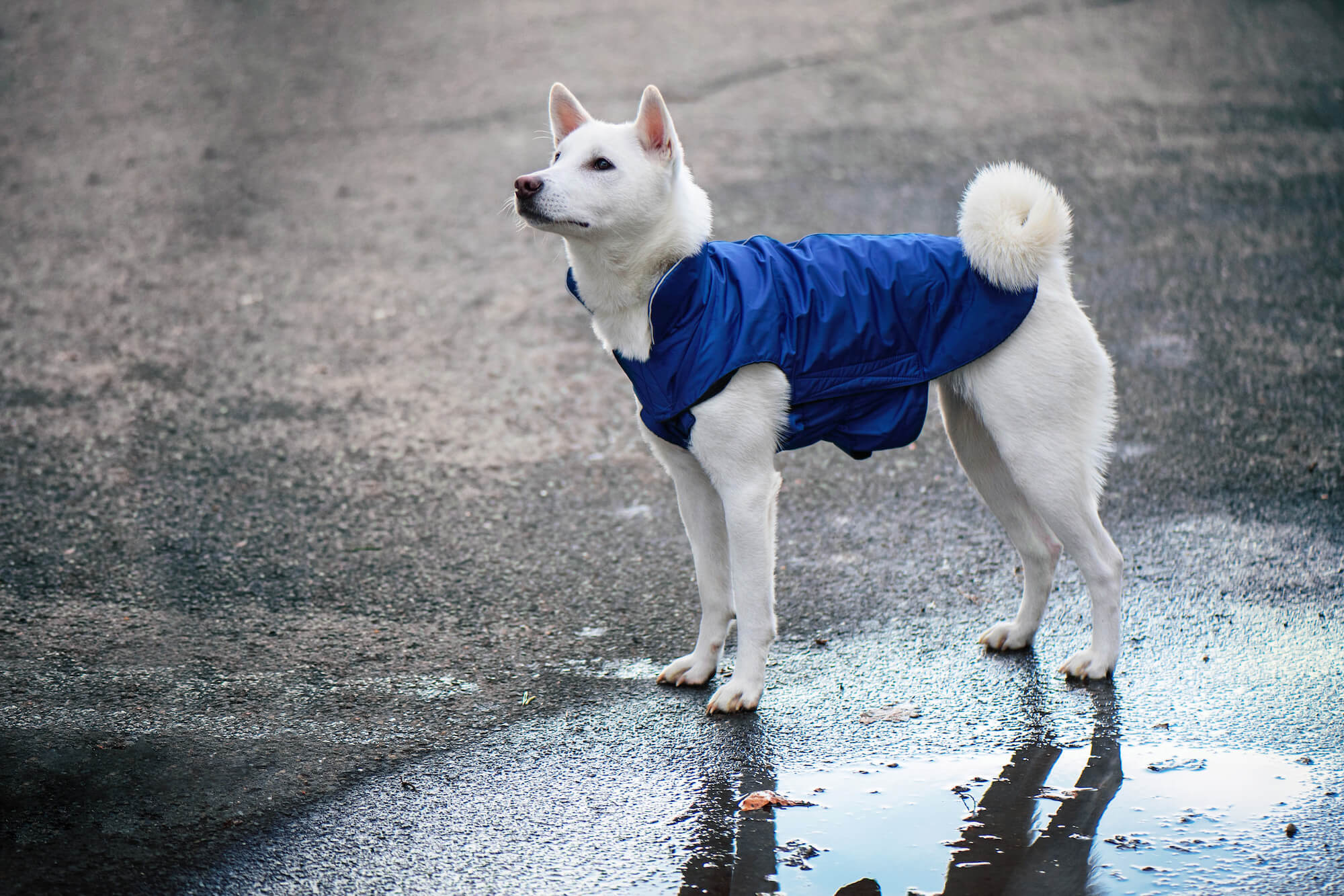 Levně Dasty bunda pro psa s reflexními prvky Barva: Modrá, Délka zad (cm): 36, Obvod hrudníku: 44 - 56 cm