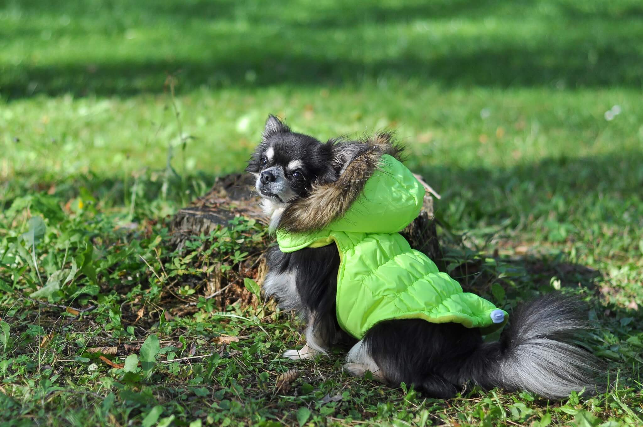 Levně Neo zimní bunda s kapucí pro psa Délka zad (cm): 20, Obvod hrudníku: 32 - 38 cm