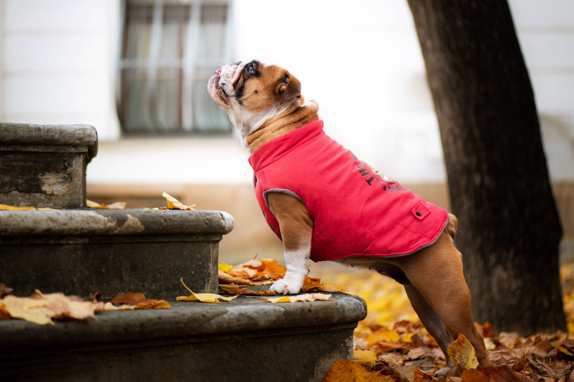 Levně Bulldog zimní bunda pro psa Barva: Červená, Délka zad (cm): 25, Obvod hrudníku: 34 - 40 cm