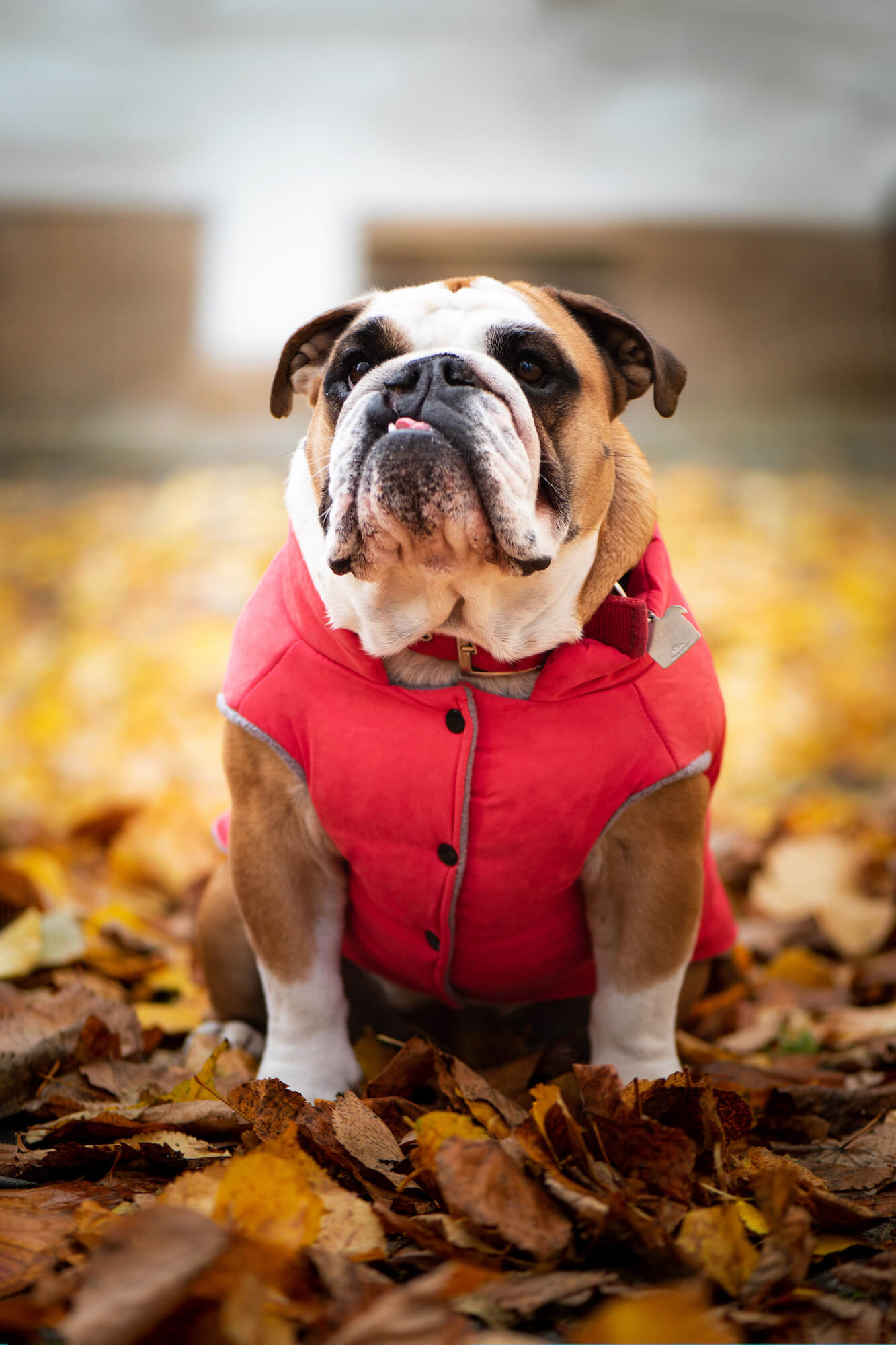 Levně Bulldog zimní bunda pro psa Barva: Červená, Délka zad (cm): 20, Obvod hrudníku: 30 - 36 cm
