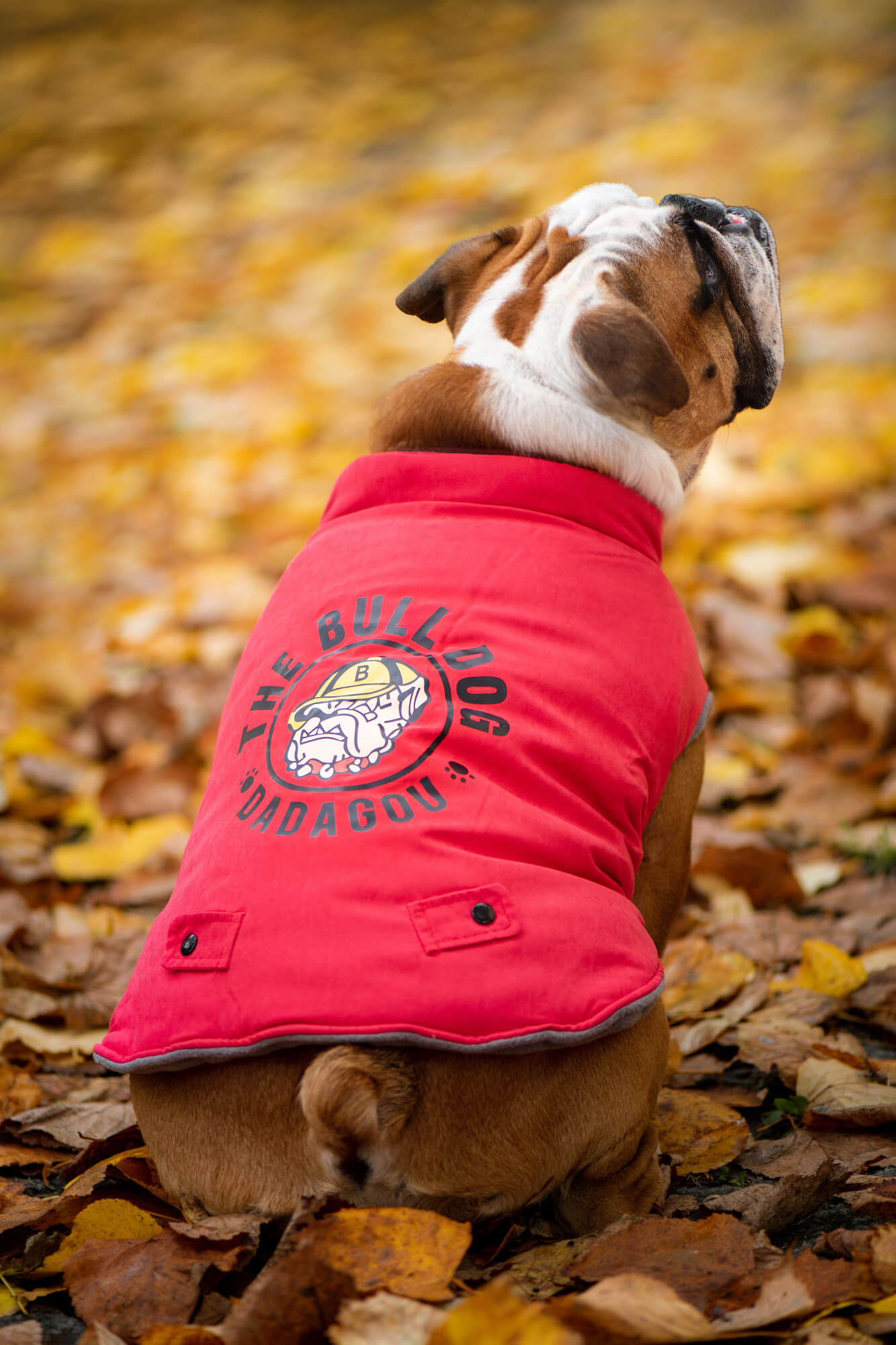 Levně Bulldog zimní bunda pro psa Barva: Červená, Délka zad (cm): 30, Obvod hrudníku: 44 - 50 cm