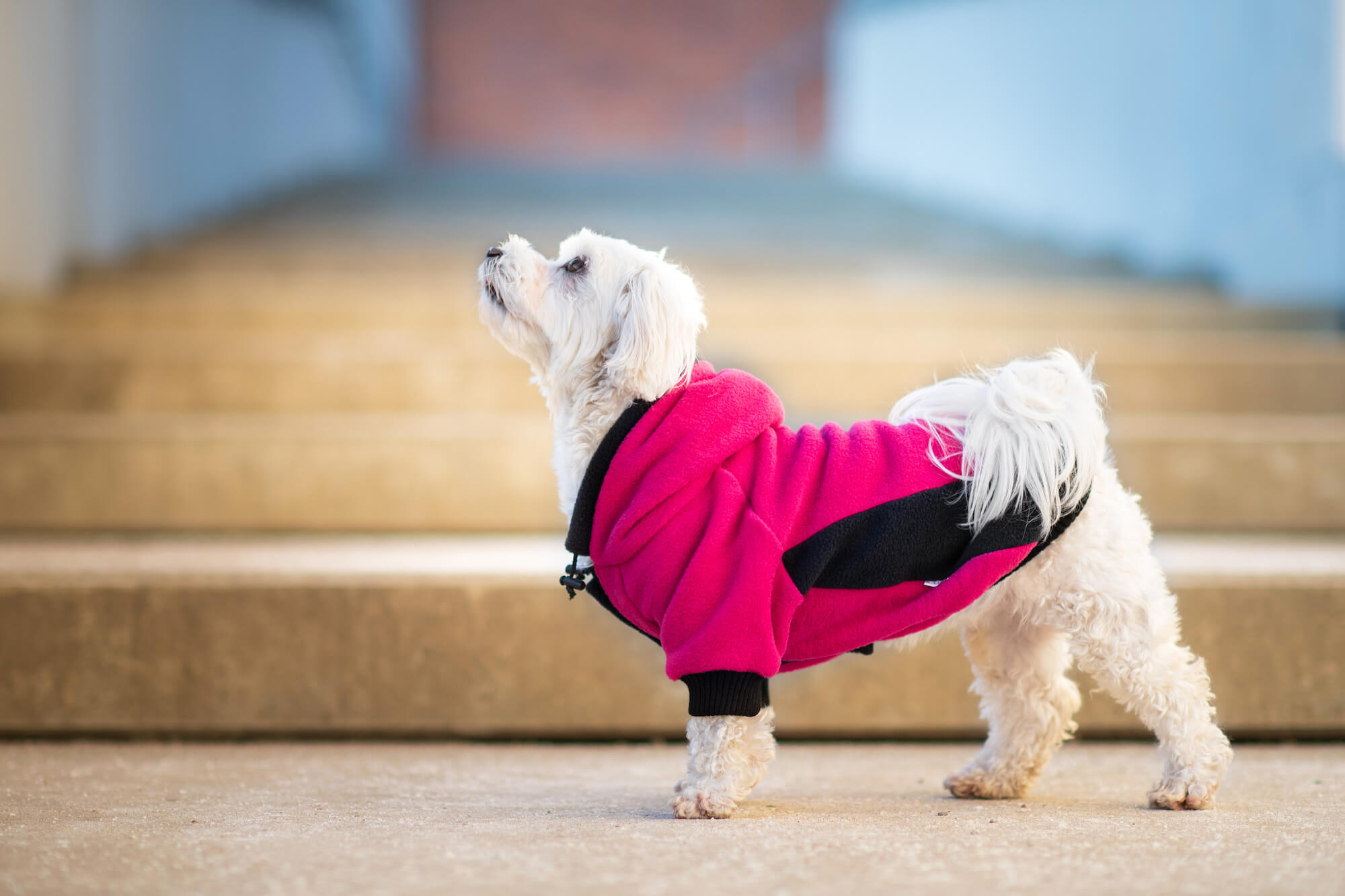 Vsepropejska Cool fleecová mikina pro psa s kapsičkou Barva: Růžovo-černá, Délka zad (cm): 21, Obvod hrudníku: 30 - 38 cm