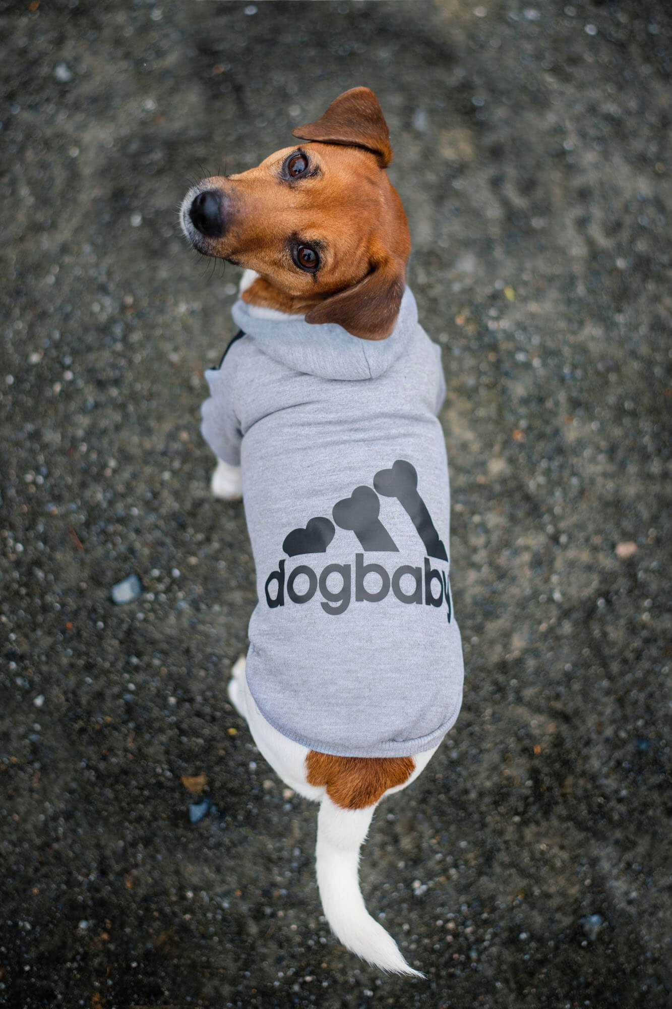 Vsepropejska DogBaby bavlněná mikina pro psa Barva: Šedá, Délka zad (cm): 35, Obvod hrudníku: 40 - 46 cm