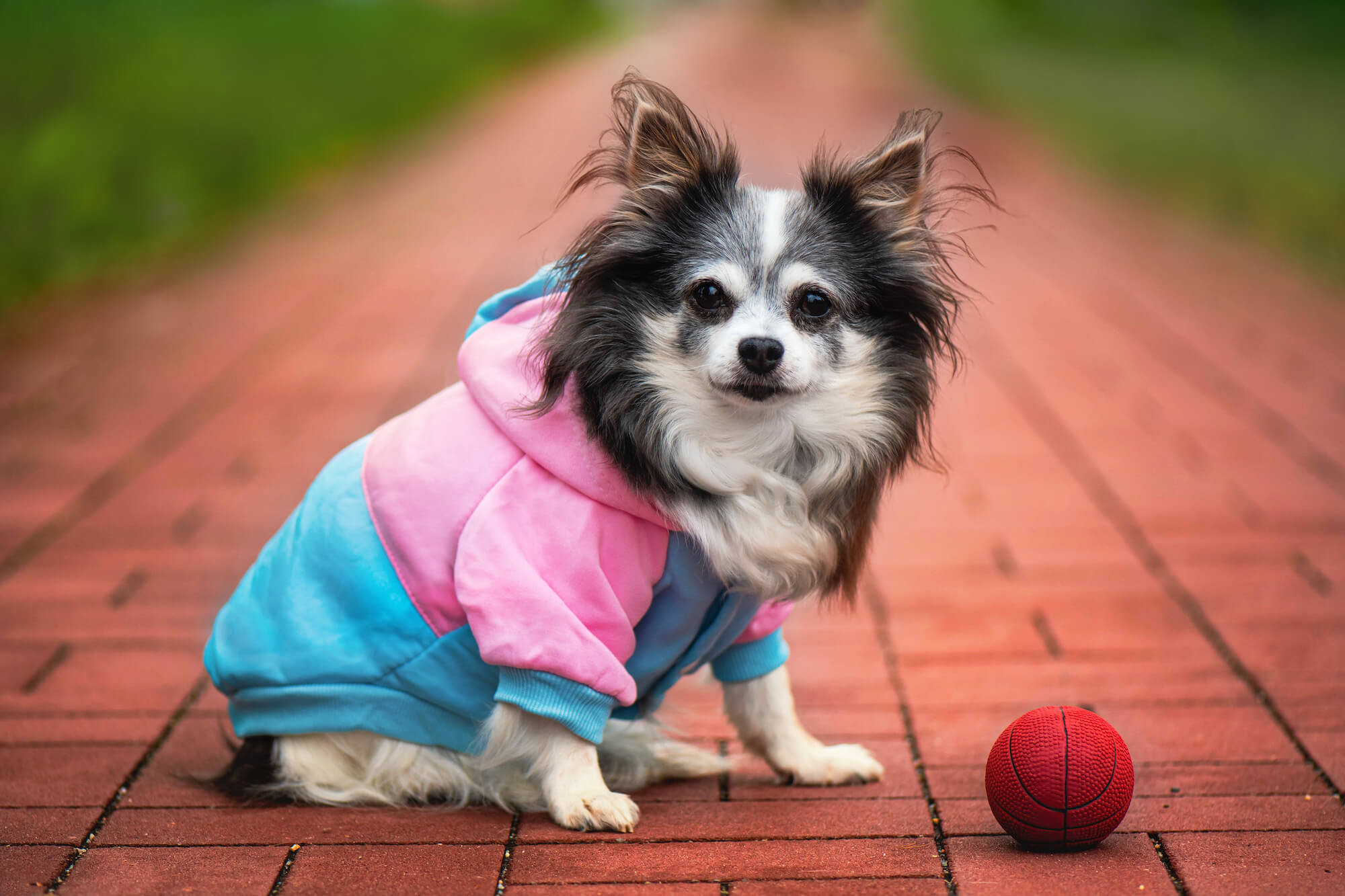 Vsepropejska Adi sportovní mikina pro psa Barva: Modro-růžová, Délka zad psa: 30 cm, Obvod hrudníku: 46 - 52 cm