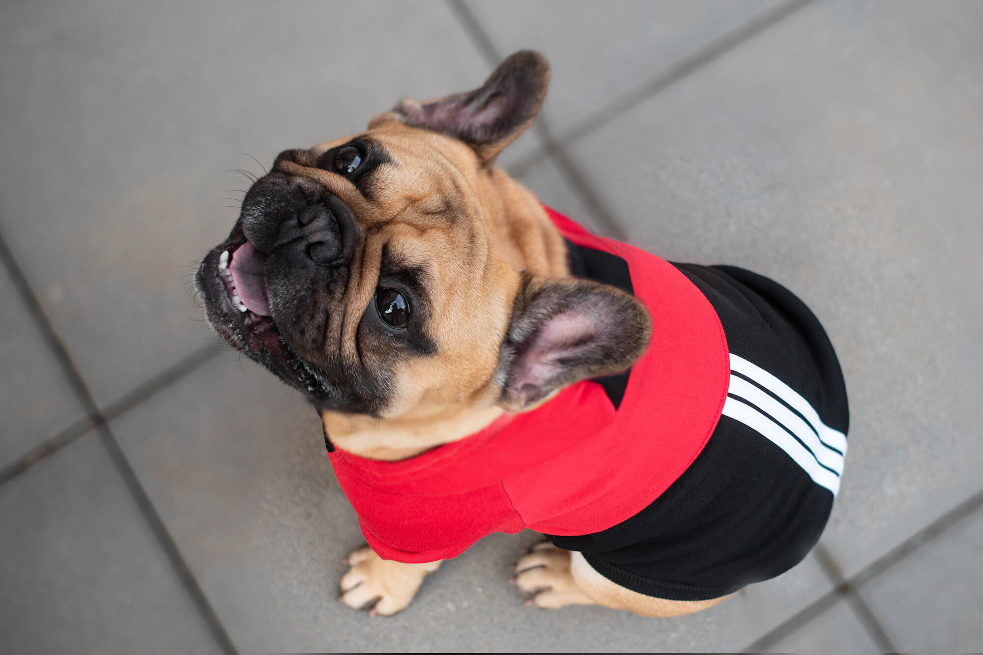 Vsepropejska Adi sportovní mikina pro psa Barva: Černo-červená, Délka zad psa: 30 cm, Obvod hrudníku: 46 - 52 cm