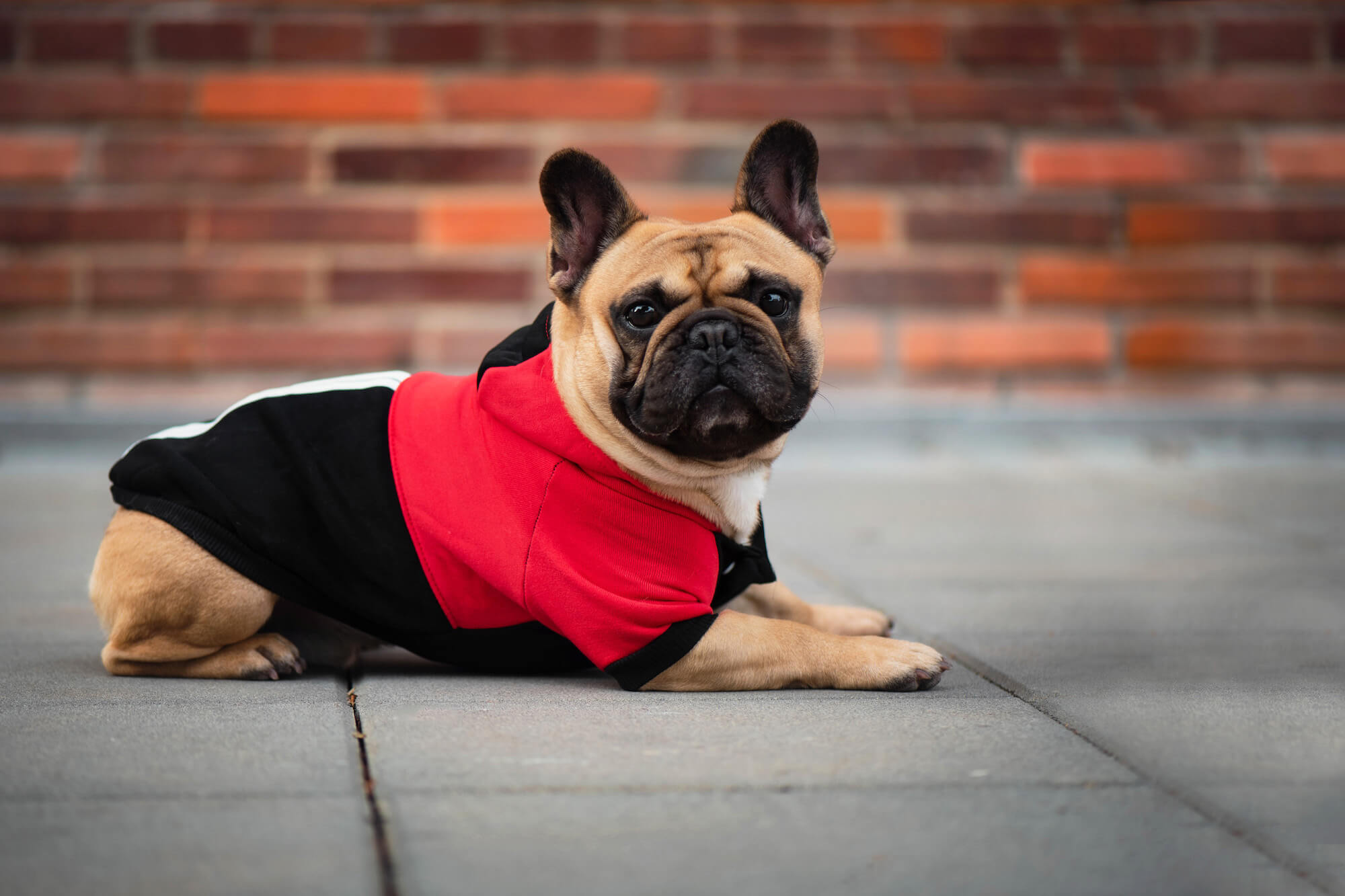 Vsepropejska Adi sportovní mikina pro psa Barva: Černo-červená, Délka zad psa: 18 cm, Obvod hrudníku: 28 - 34 cm