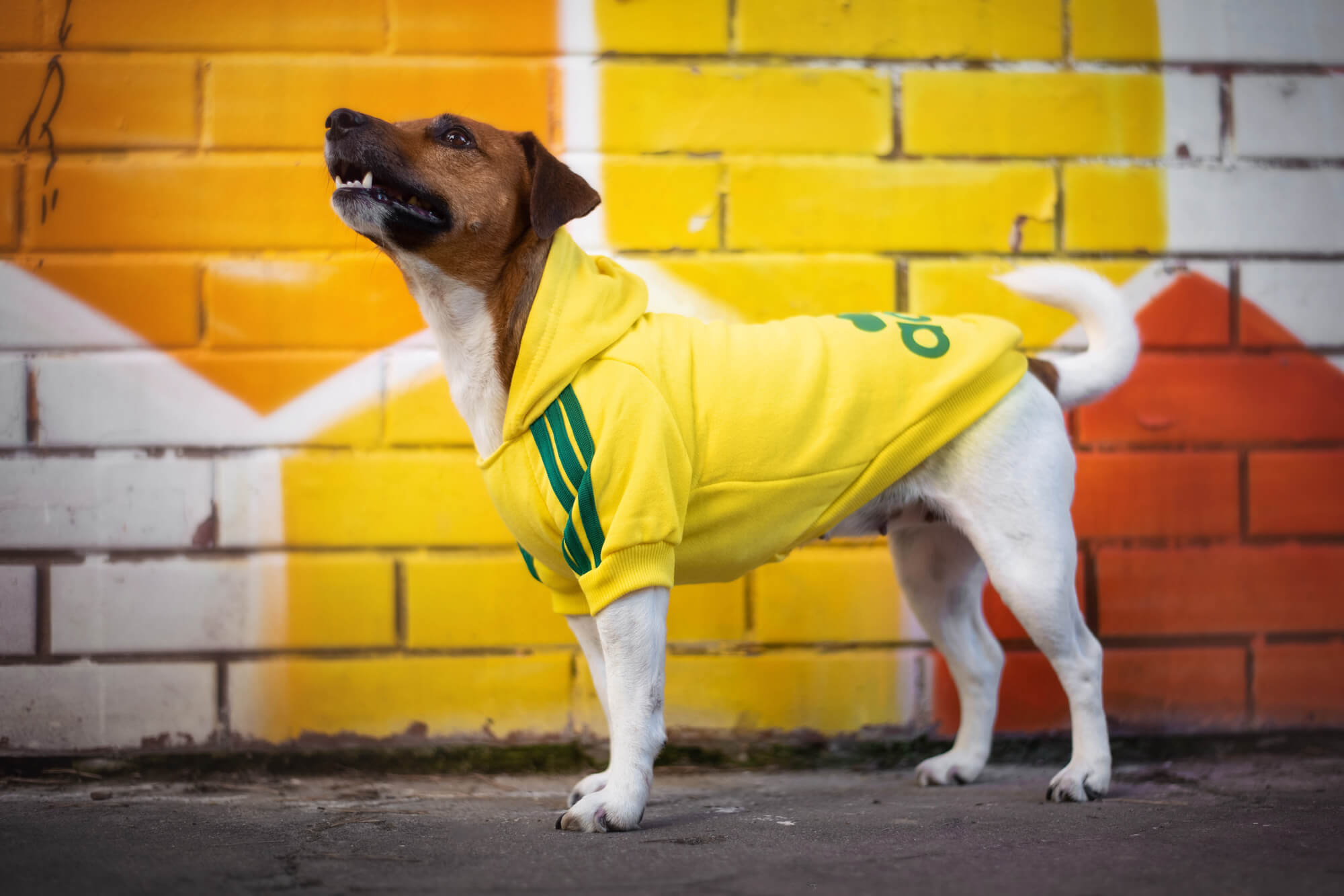 Vsepropejska Adidog žlutá mikina pro psa Délka zad psa: 35 cm, Obvod hrudníku: 40 - 46 cm