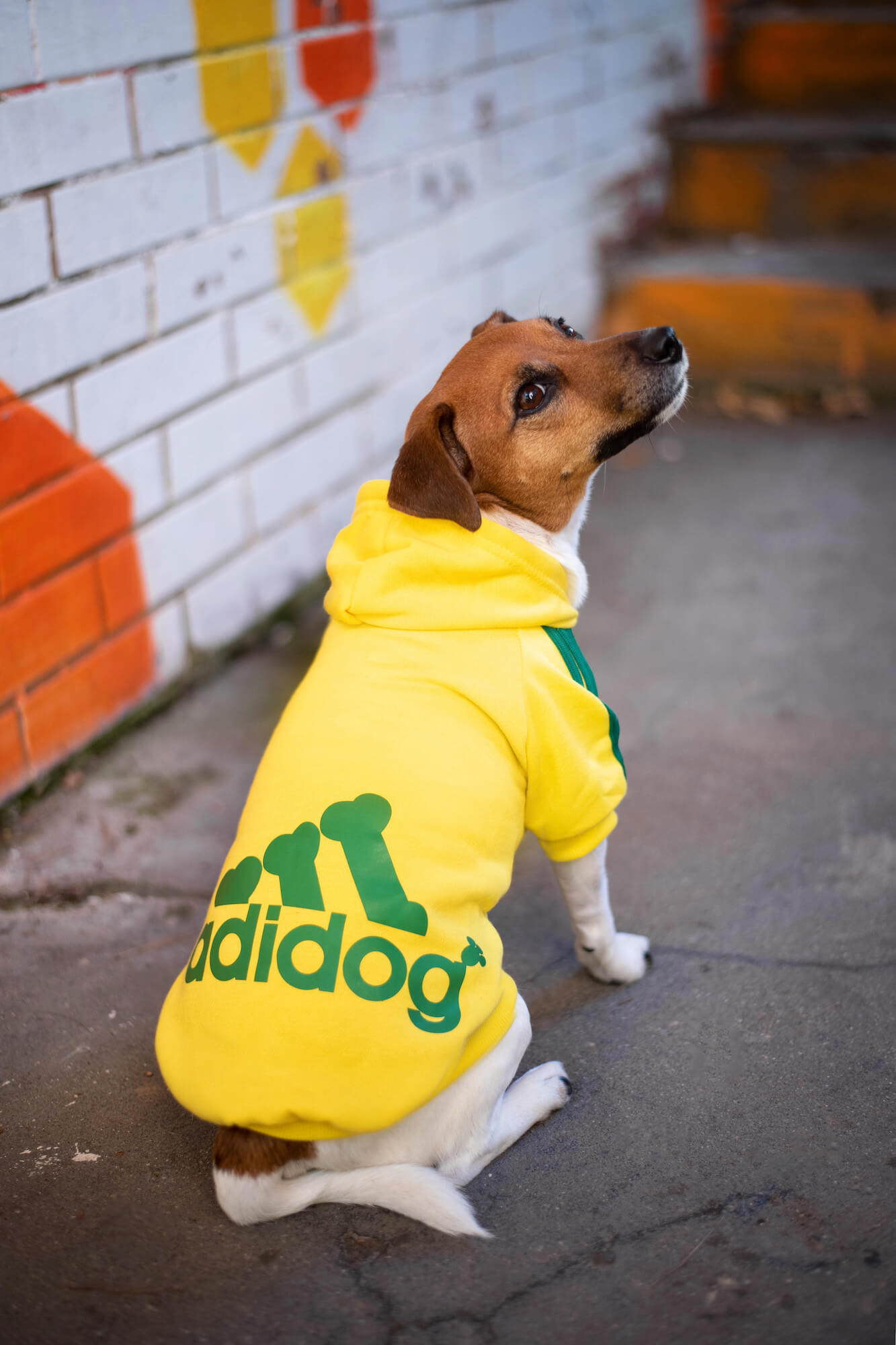 Vsepropejska Adidog žlutá mikina pro psa Délka zad psa: 18 cm, Obvod hrudníku: 22 - 28 cm