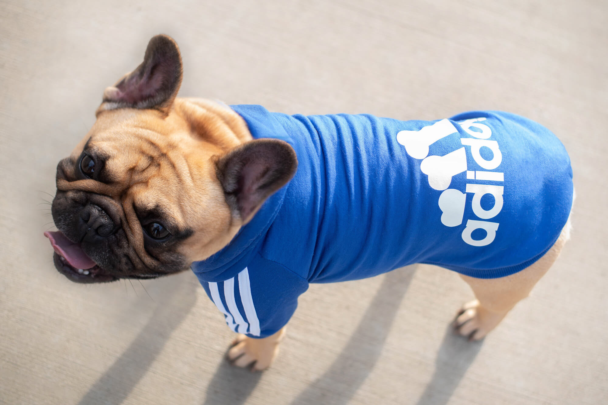 Vsepropejska Adidog modrá mikina pro psa Délka zad psa: 35 cm, Obvod hrudníku: 40 - 46 cm