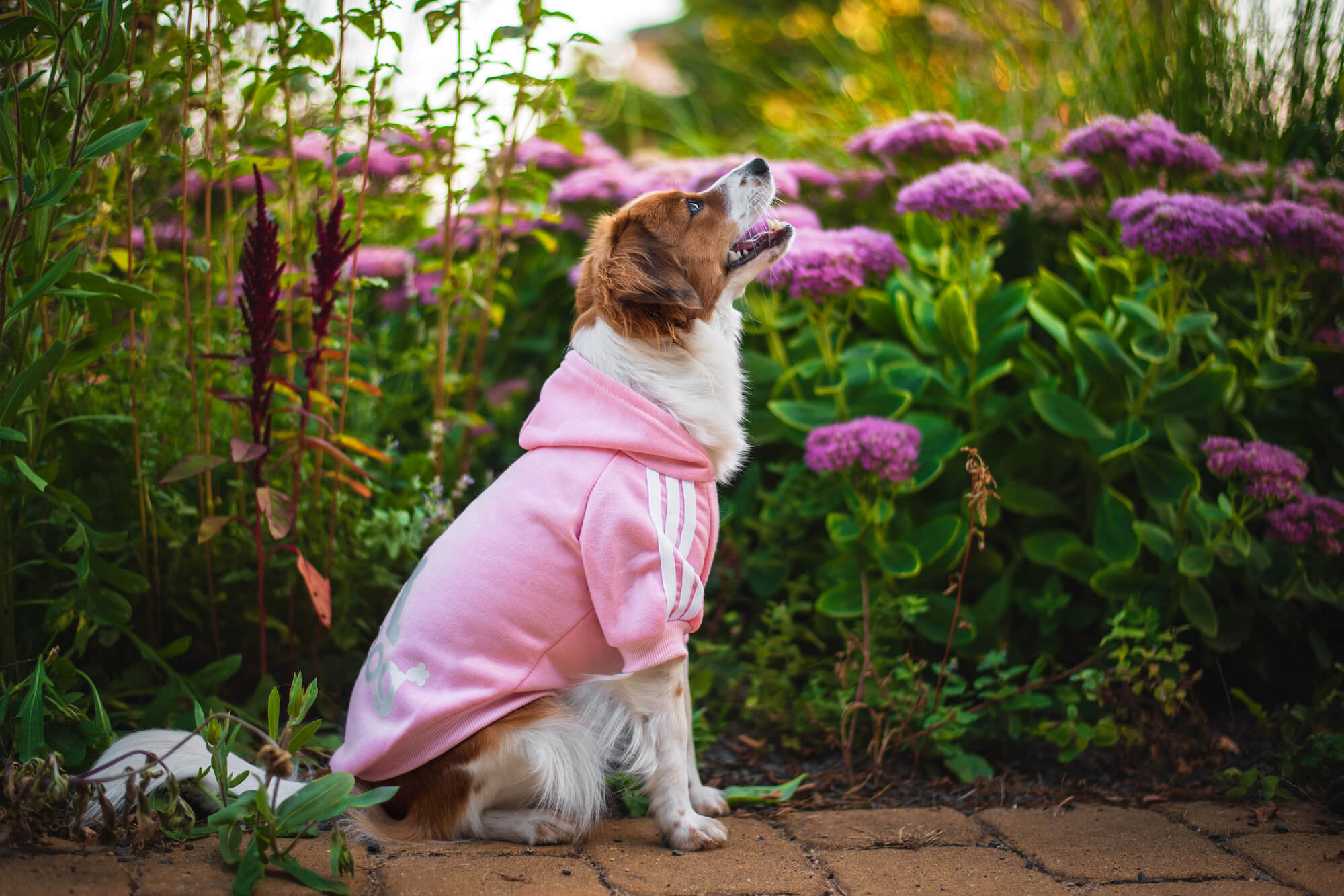 Vsepropejska Adidog růžová mikina pro psa Délka zad psa: 18 cm, Obvod hrudníku: 22 - 28 cm