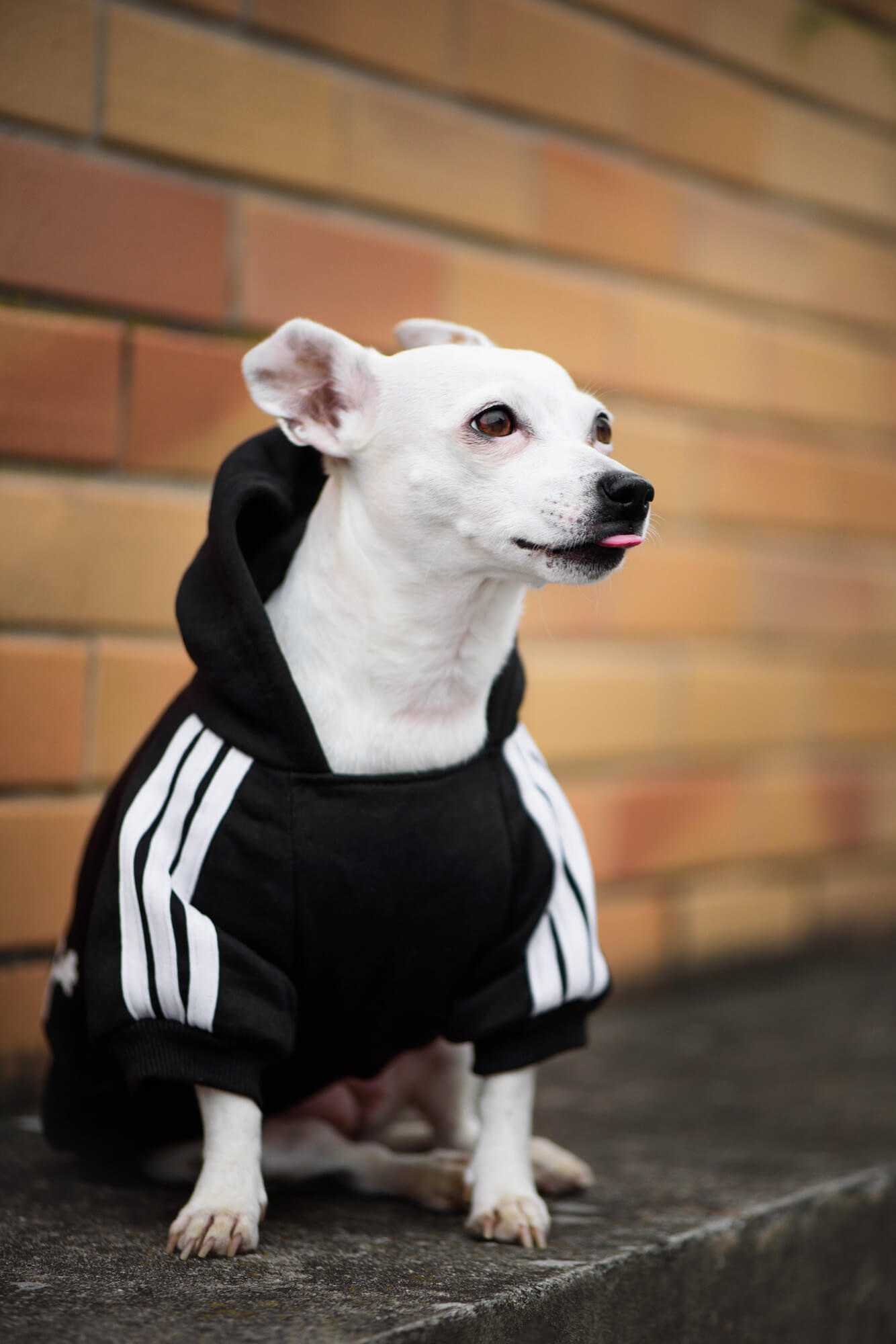 Vsepropejska Adidog černá mikina pro psa Délka zad psa: 85 cm, Obvod hrudníku: 88 - 96 cm