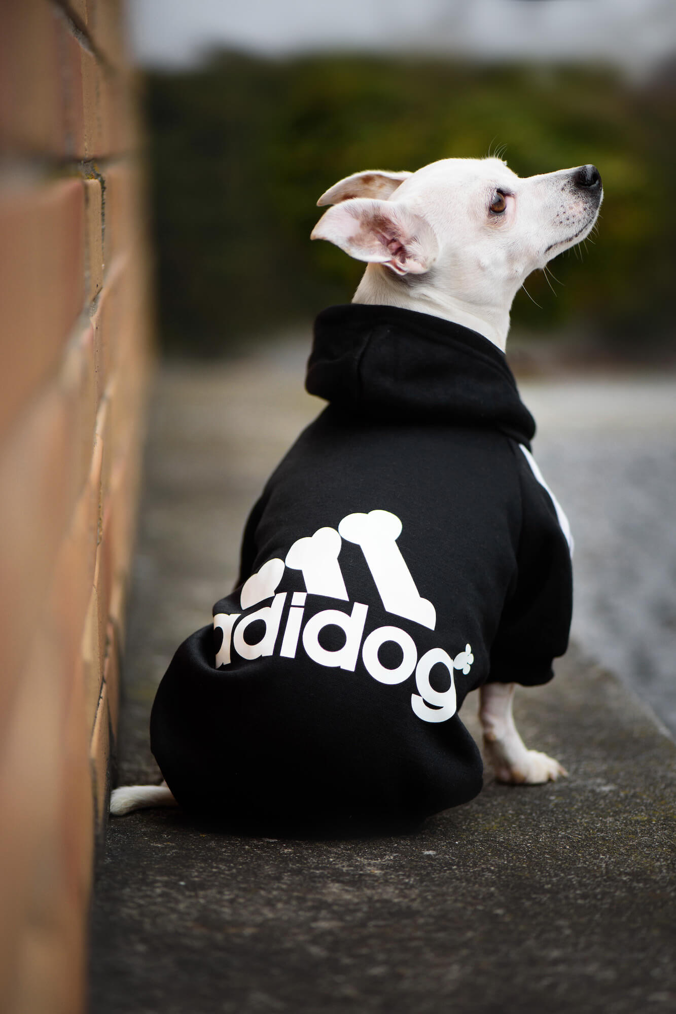 Vsepropejska Adidog černá mikina pro psa Délka zad psa: 35 cm, Obvod hrudníku: 40 - 46 cm