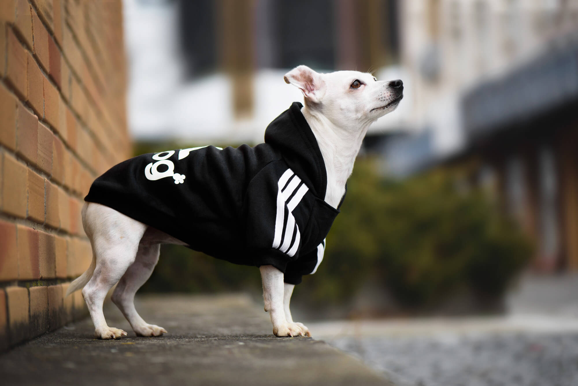 Vsepropejska Adidog černá mikina pro psa Délka zad psa: 30 cm, Obvod hrudníku: 36 - 42 cm