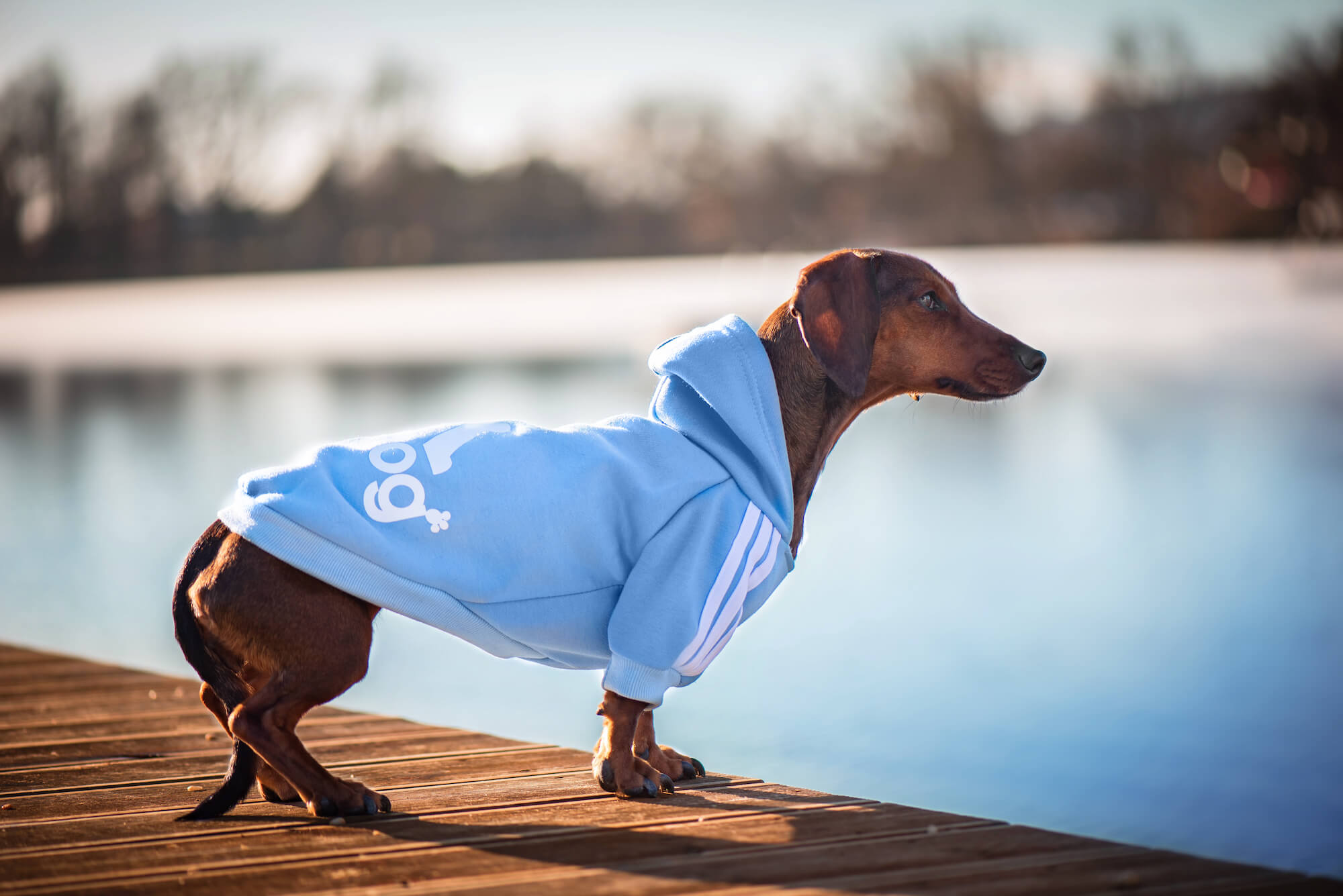 Vsepropejska Adidog světle modrá mikina pro psa Délka zad psa: 25 cm, Obvod hrudníku: 28 - 34 cm