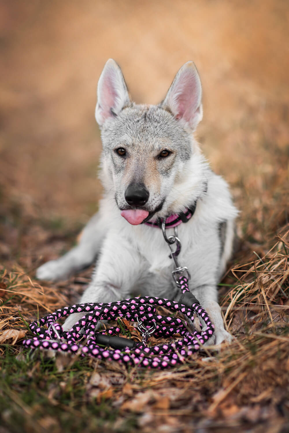 Palkar Climb přepínací vodítko pro psa | 250 cm Barva: Černo-červená, Délka vodítka: 150 cm, Šířka vodítka: 0,8 cm
