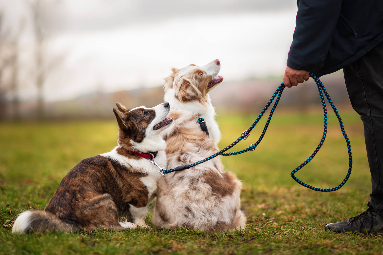 Palkar Climb přepínací vodítko pro psa | 250 cm Barva: Černo-bílá, Délka vodítka: 150 cm, Šířka vodítka: 0,8 cm