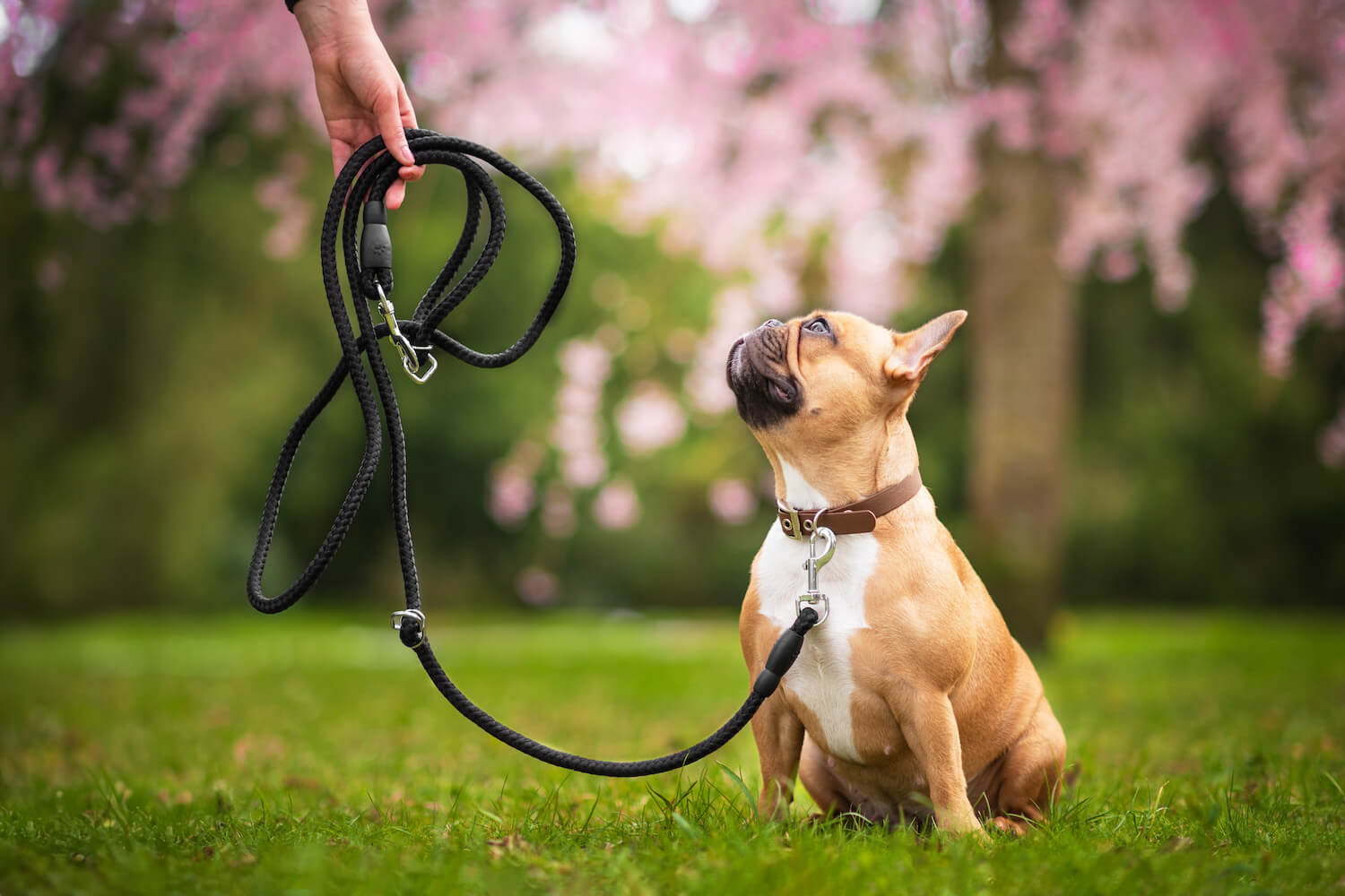 Palkar Climb přepínací vodítko pro psa | 250 cm Barva: Černo-žlutá, Délka vodítka: 150 cm, Šířka vodítka: 1,4 cm
