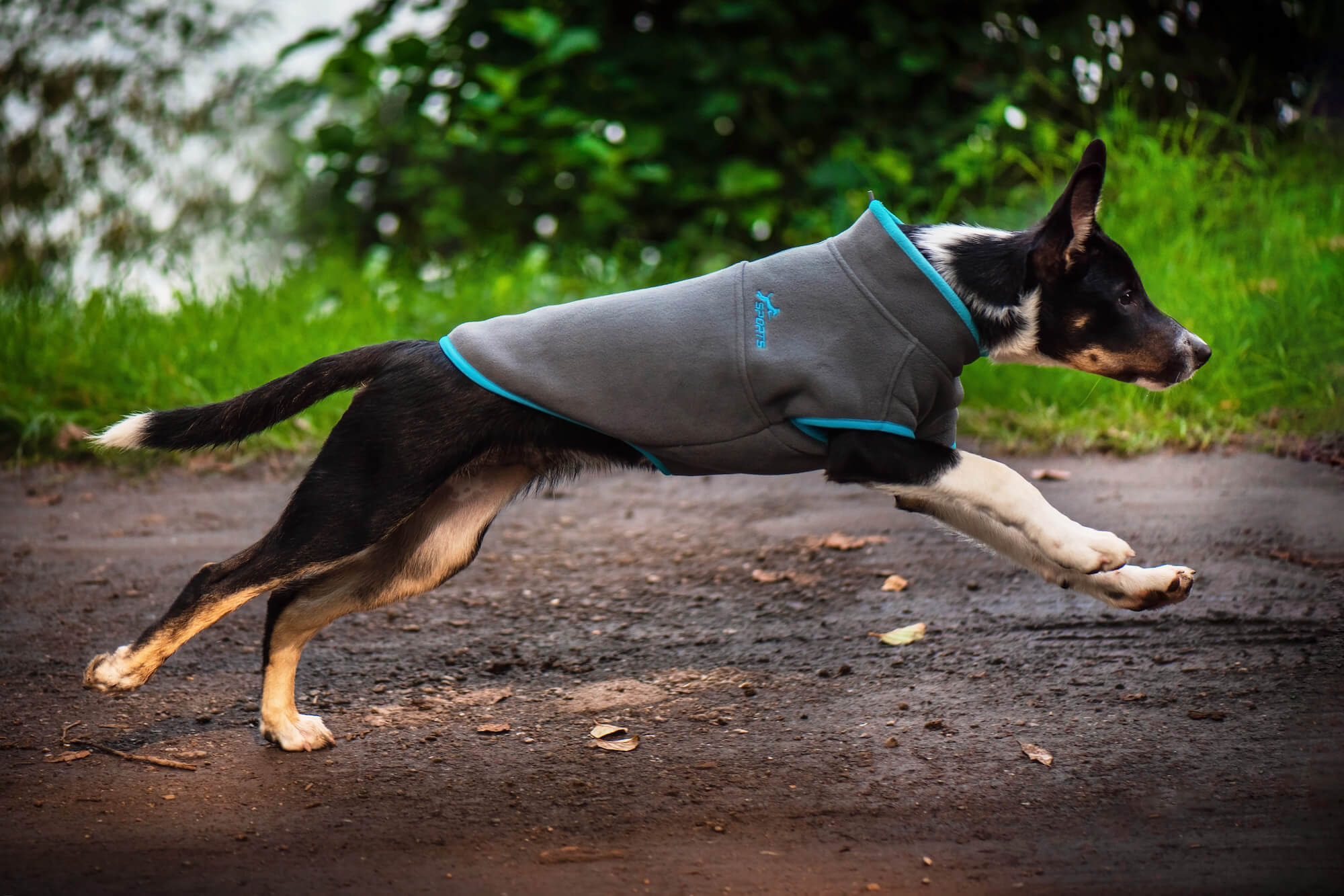 Levně Jambo sportovní mikina pro psa Barva: Šedá, Délka zad (cm): 40, Obvod hrudníku: 40 - 44 cm