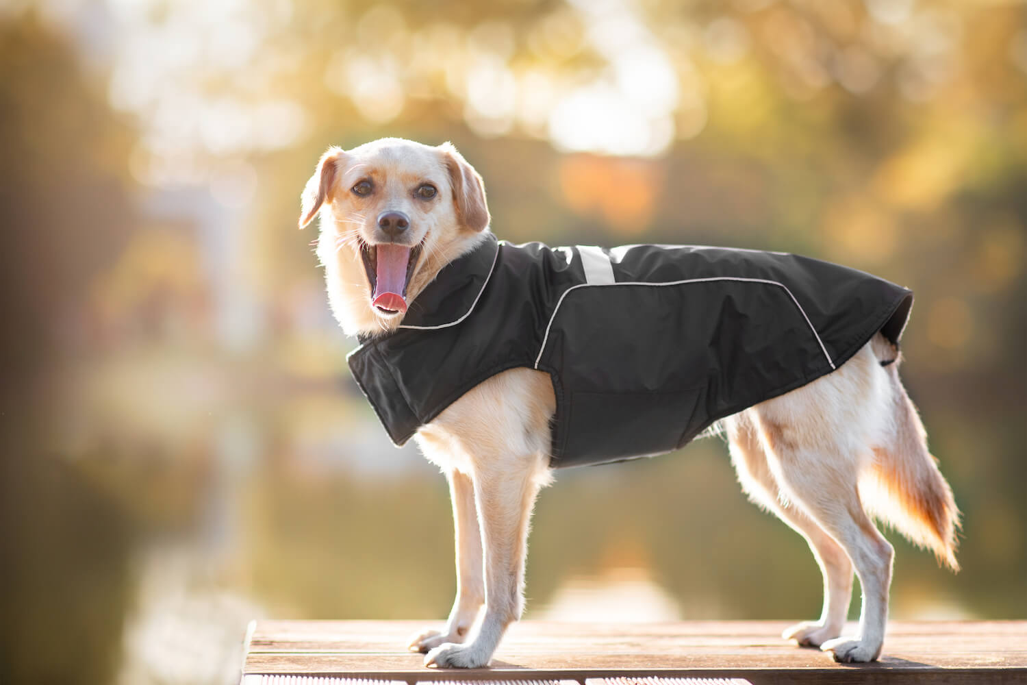 Levně Arif zimní bunda pro psa Barva: Černá, Délka zad (cm): 26, Obvod hrudníku: 36 - 40 cm