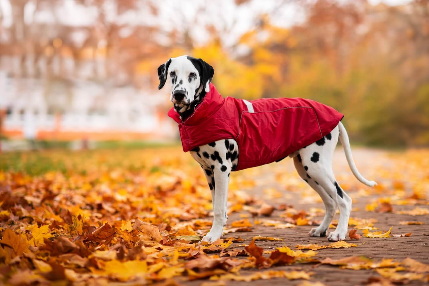 Vsepropejska Arif zimní bunda pro psa Barva: Červená, Délka zad (cm): 51, Obvod hrudníku: 66 - 76 cm