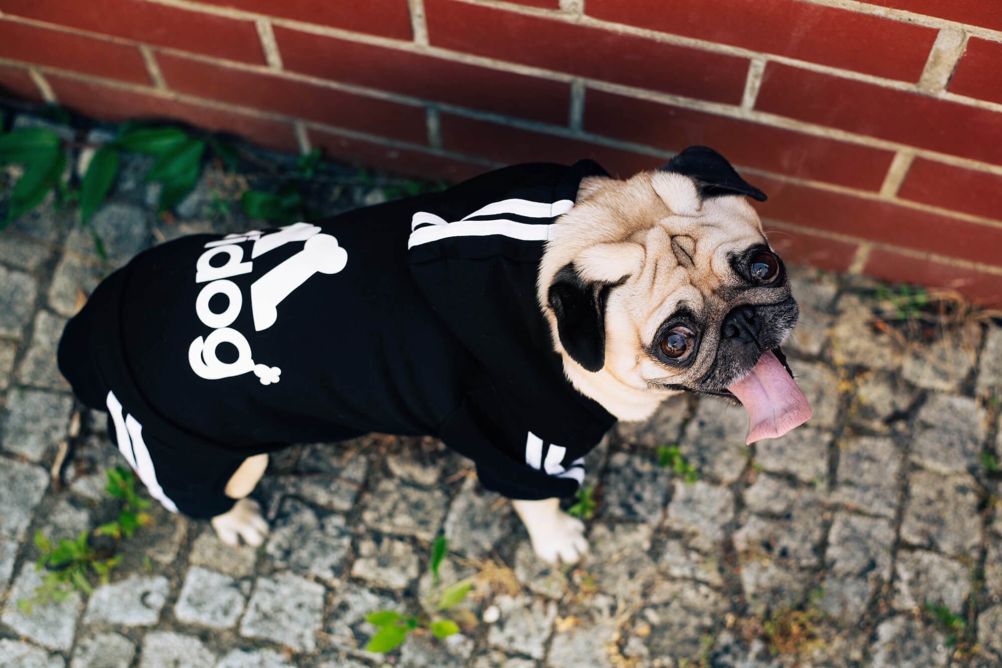 Vsepropejska Adidog černá kombinéza pro psa Délka zad (cm): 31, Obvod hrudníku: 40 - 44 cm