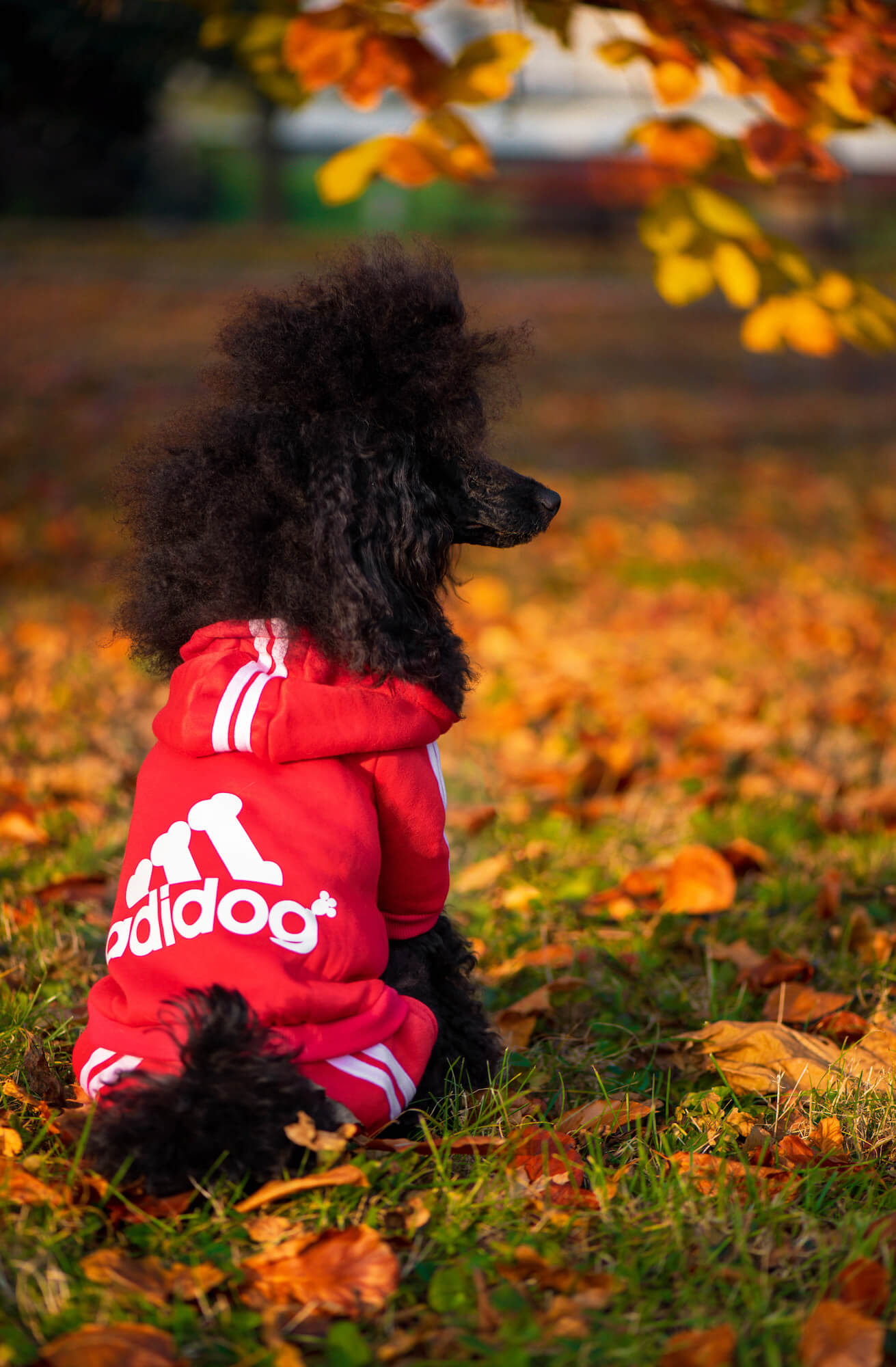 Vsepropejska Adidog červená kombinéza pro psa Délka zad psa: 19 cm, Obvod hrudníku: 28 - 30 cm