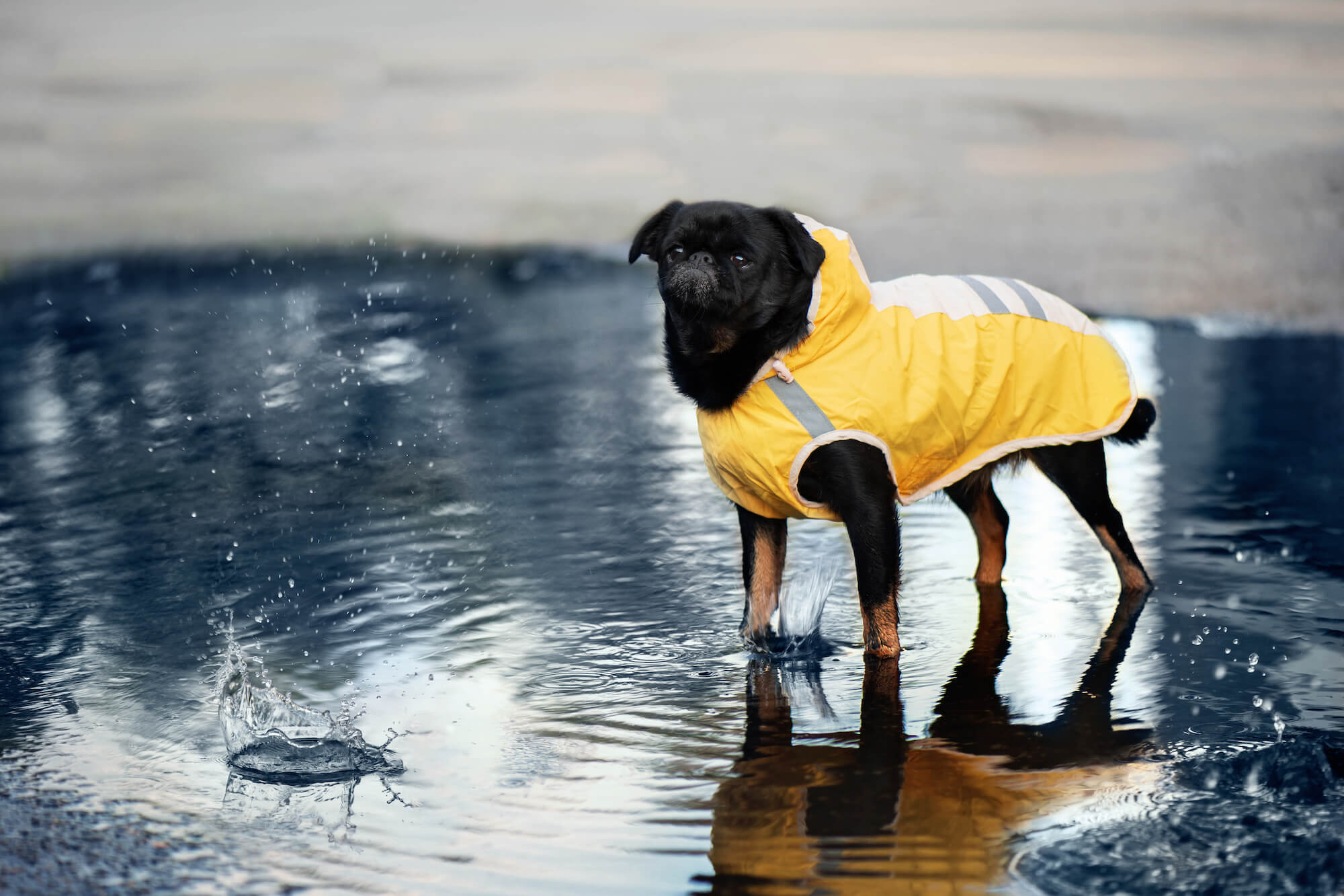 Levně Roy reflexní pláštěnka pro psa Barva: Žlutá, Délka zad (cm): 34, Obvod hrudníku: 42 - 46 cm