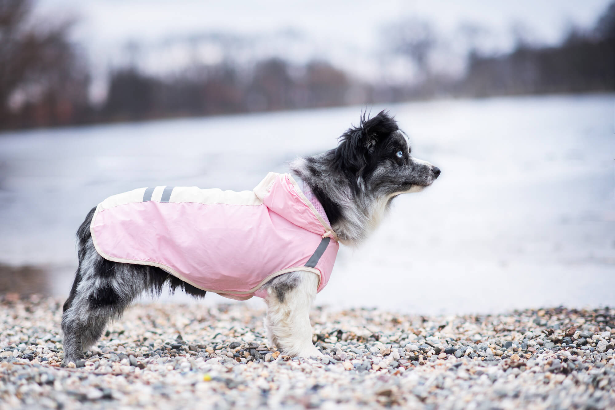 Levně Roy reflexní pláštěnka pro psa Barva: Růžová, Délka zad (cm): 73, Obvod hrudníku: 100 - 112 cm