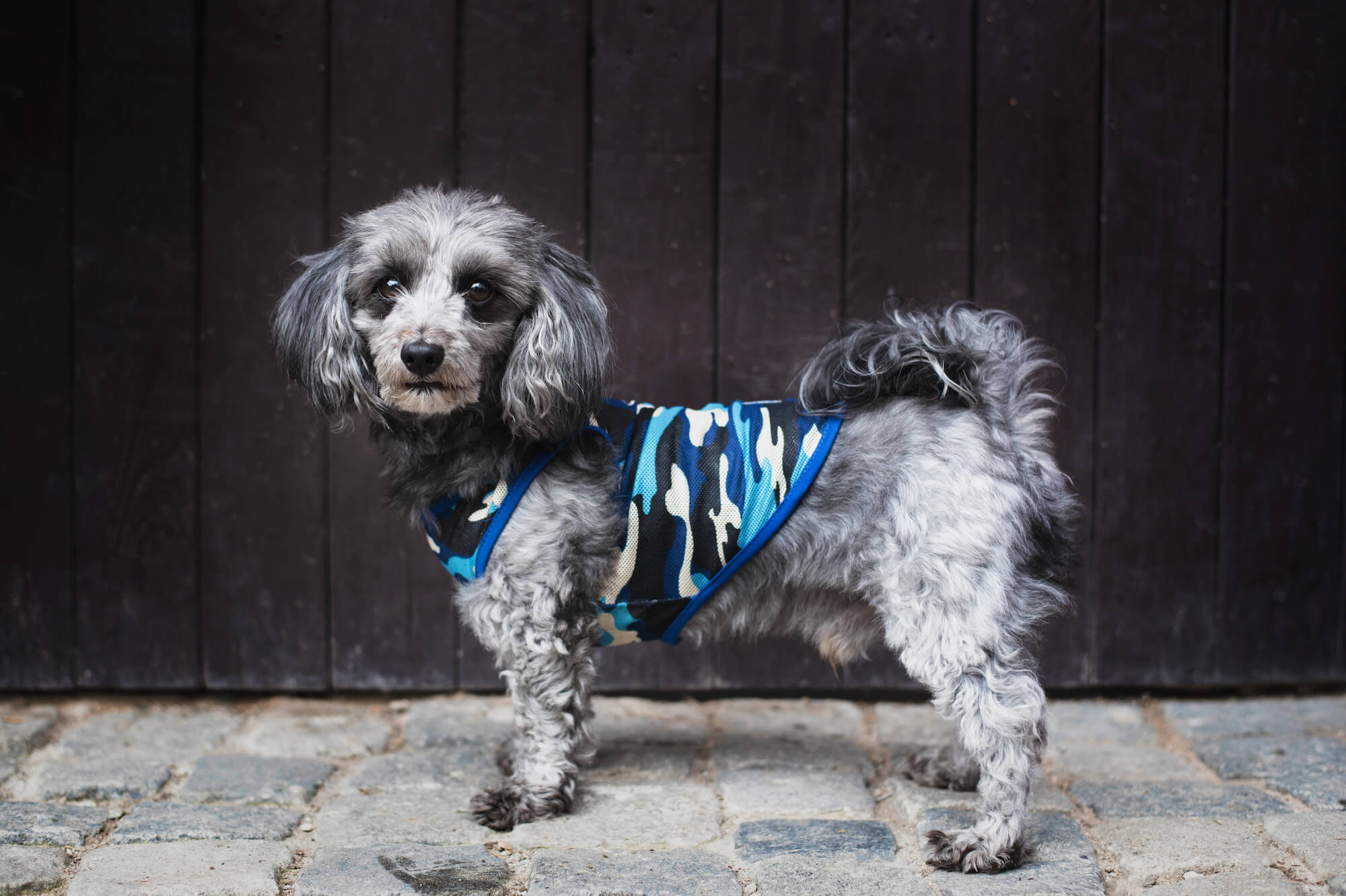 Levně Yoko maskáčové tričko pro psa Barva: Modrá, Délka zad (cm): 27, Obvod hrudníku: 34 - 38 cm