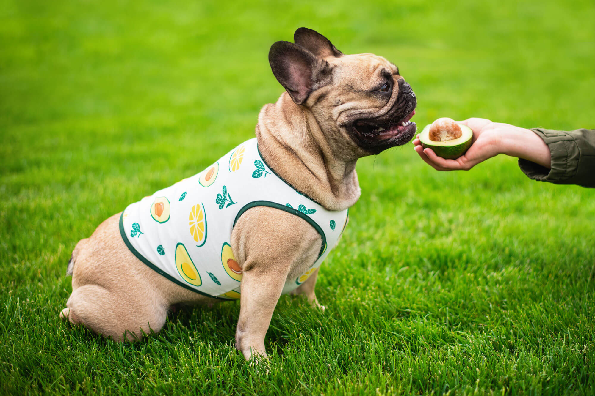 Levně Zada ovocné tričko s potiskem pro psa Barva: Zelená, Délka zad (cm): 20, Obvod hrudníku: 32 - 36 cm