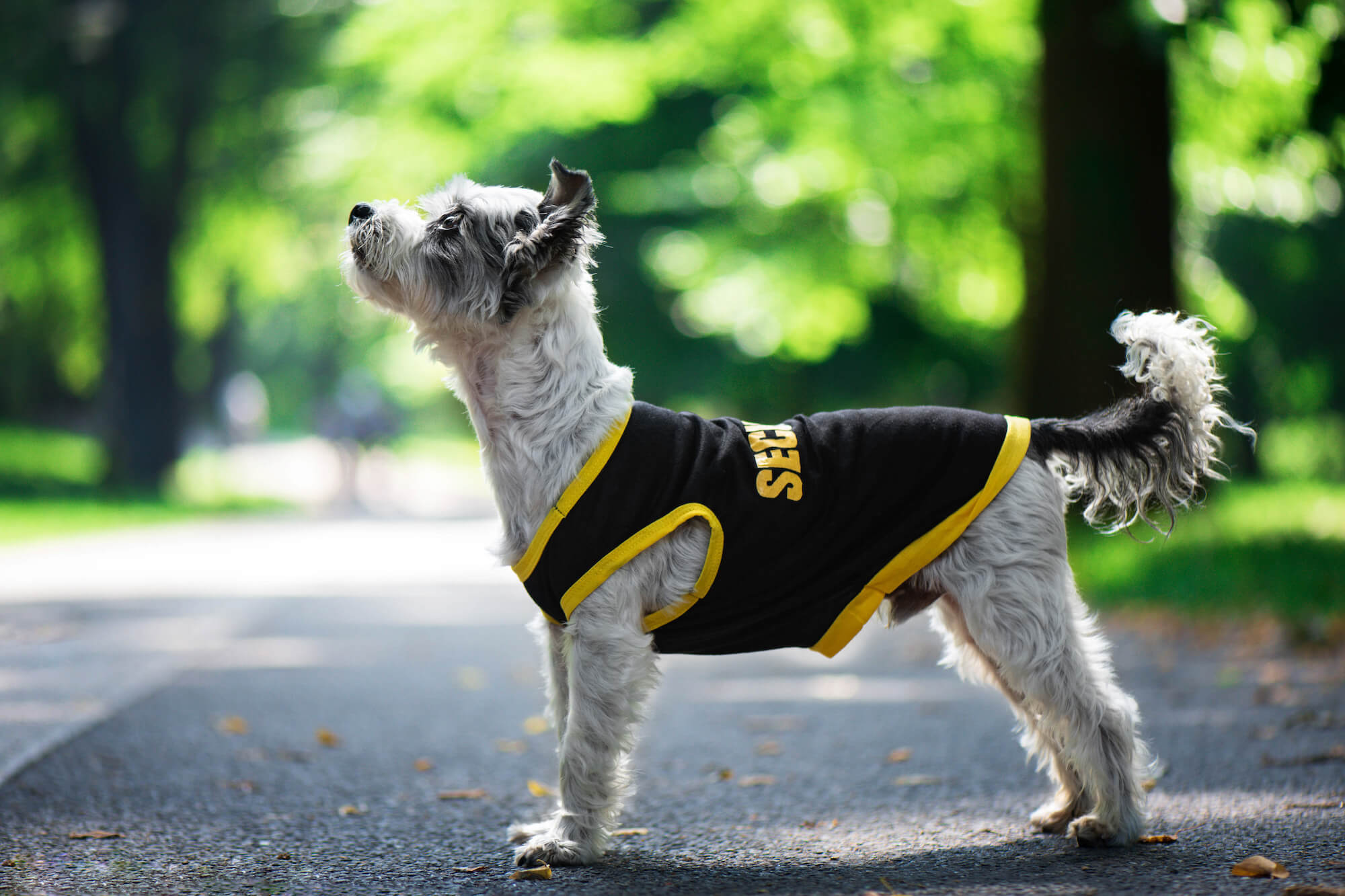 Levně Lolita tričko s nápisem security pro psa Barva: Žlutá, Délka zad (cm): 23, Obvod hrudníku: 30 - 34 cm