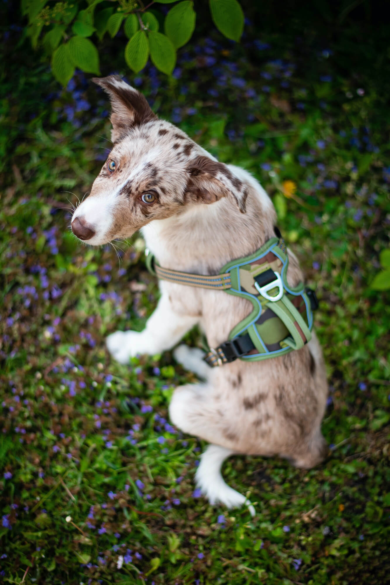 Vsepropejska Riga maskáčový postroj pro psa Barva: Zelená, Obvod hrudníku: 35 - 63 cm