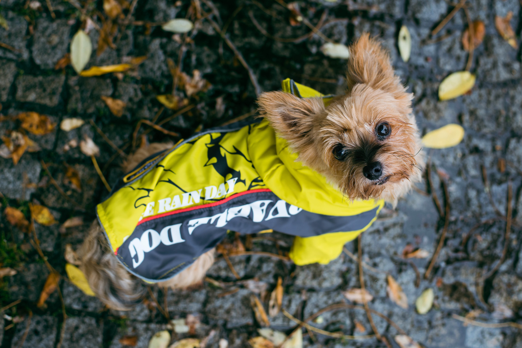 Levně Alba sportovní pláštěnka pro psa Barva: Žlutá, Délka zad (cm): 20, Obvod hrudníku: 32 - 36 cm