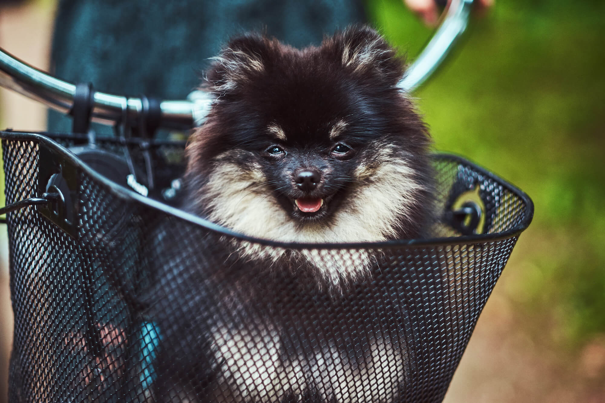 Vsepropejska Timo kovový košík na kolo pro psa