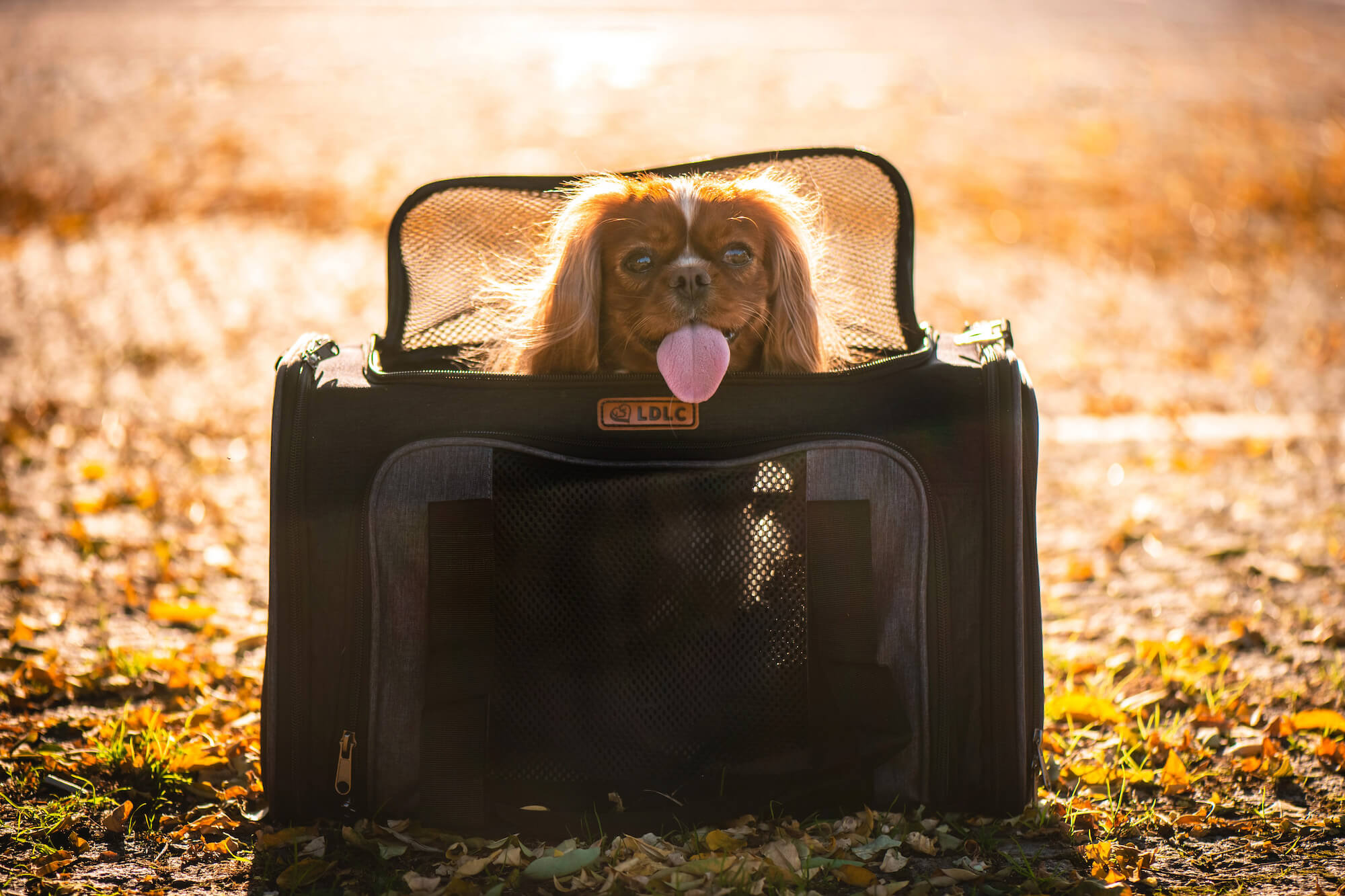 Vsepropejska Berny černá taška pro psa