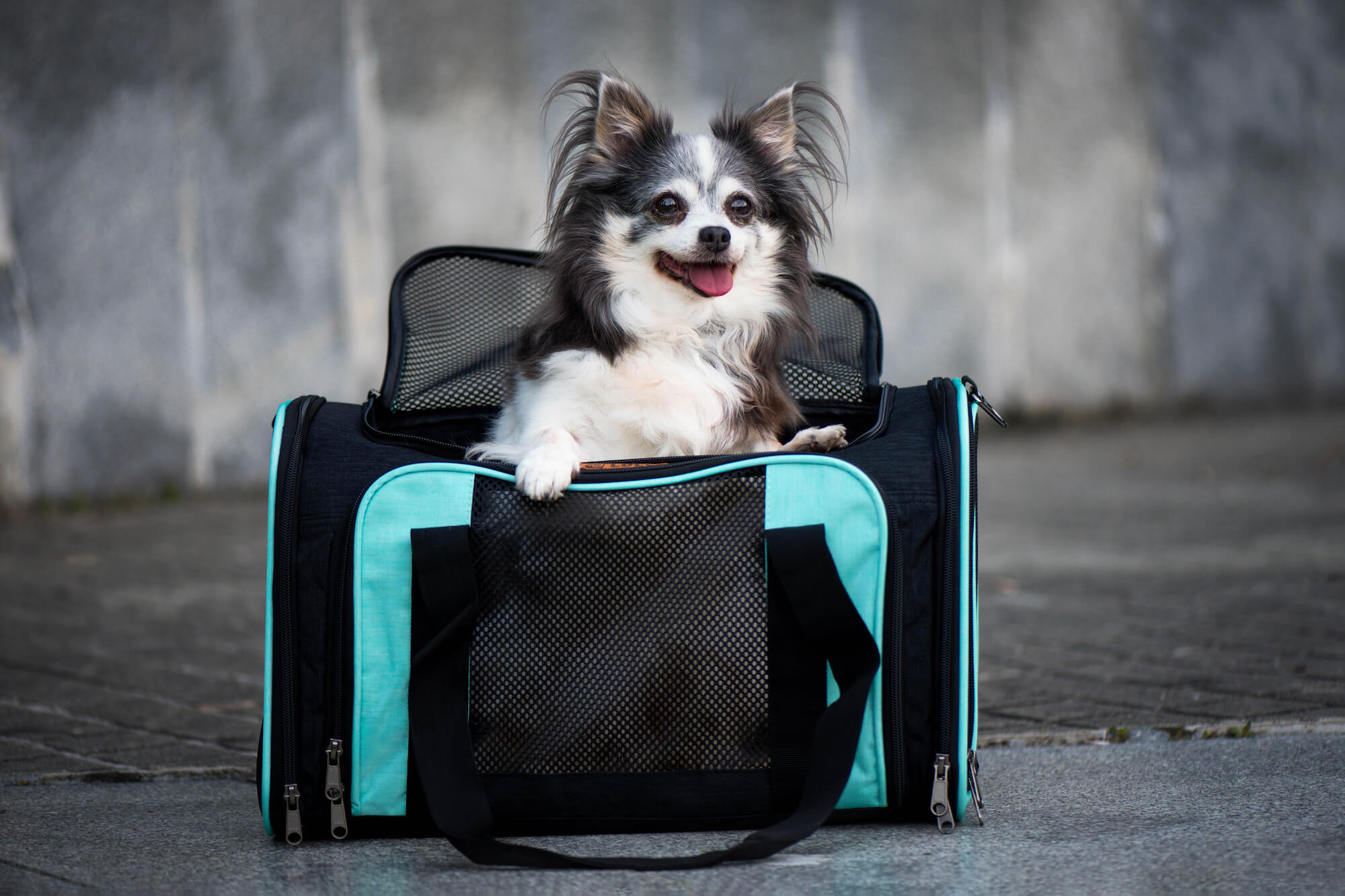 Vsepropejska Berny černo-zelená taška pro psa