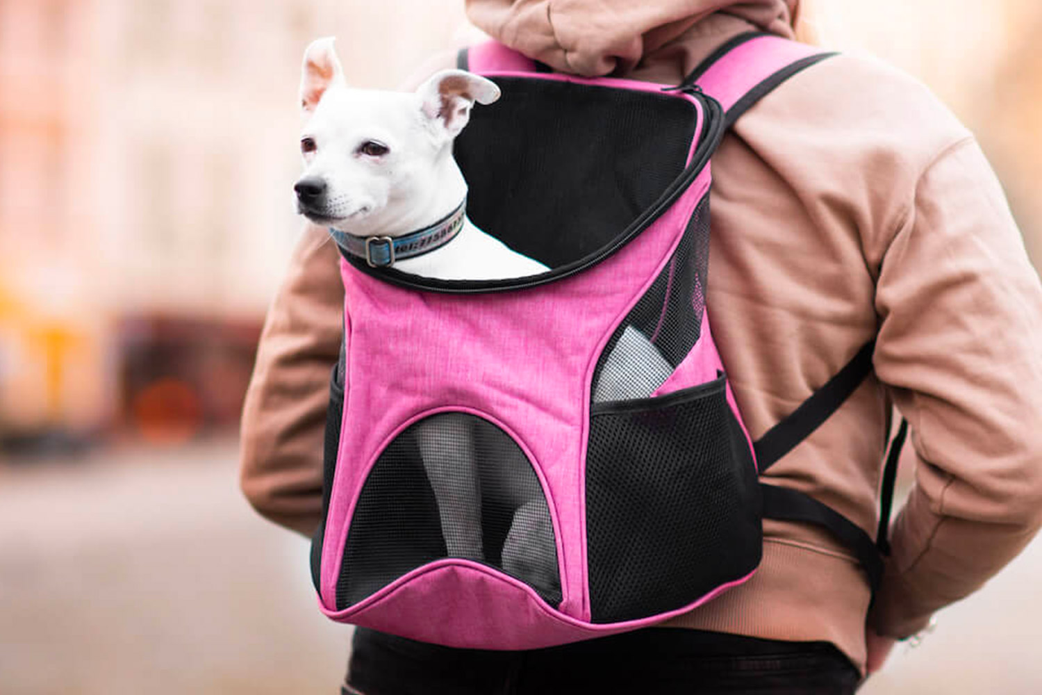 Basic batoh pro psa | do 3 Kg Barva: Tmavě růžová, Dle váhy psa: do 3 kg